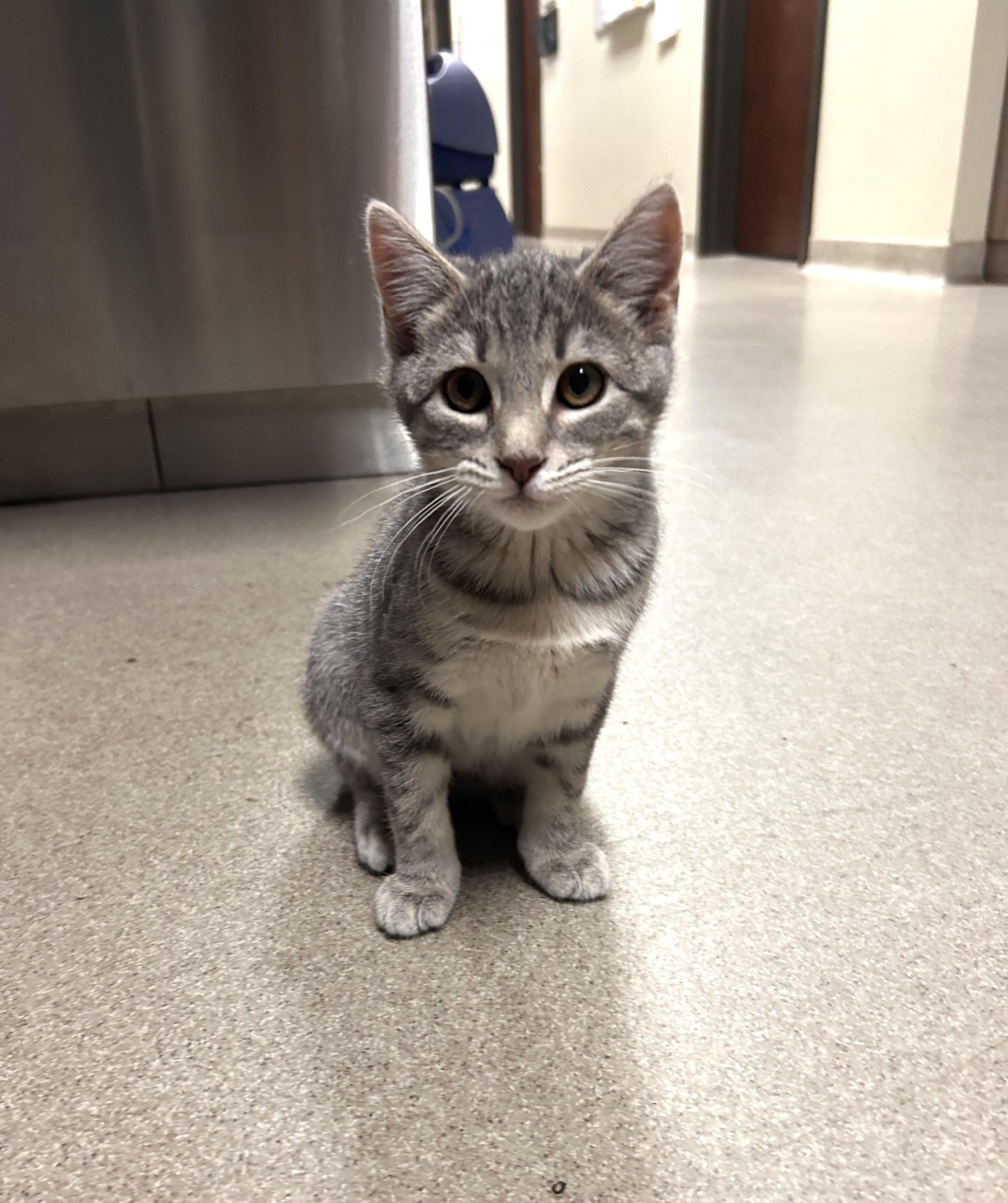 Violet, adopted, Kitten Female Domestic Short Hair.