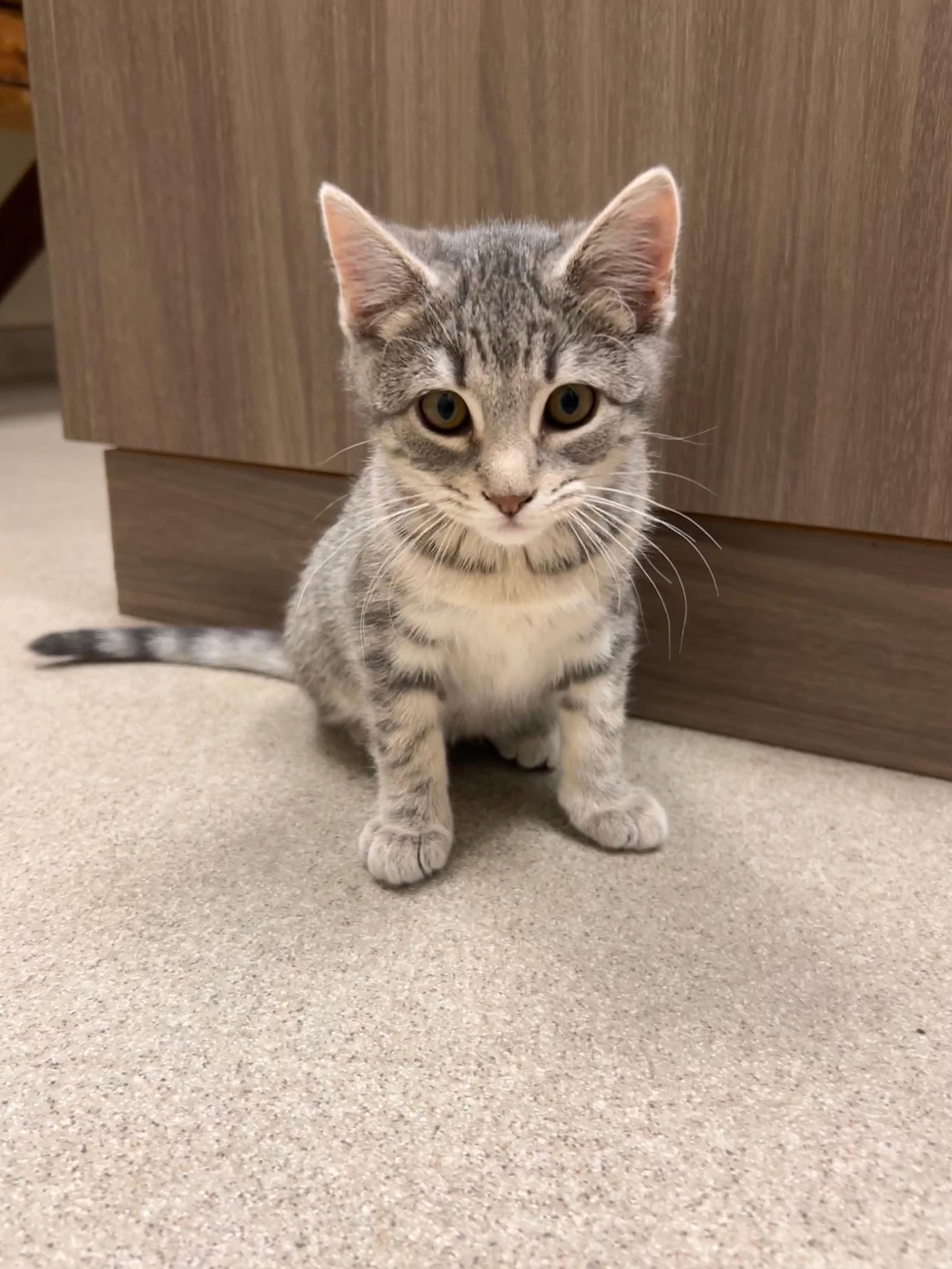 Enlarge Violet, an adopted mixed breed in BOONE, NC image 2/2