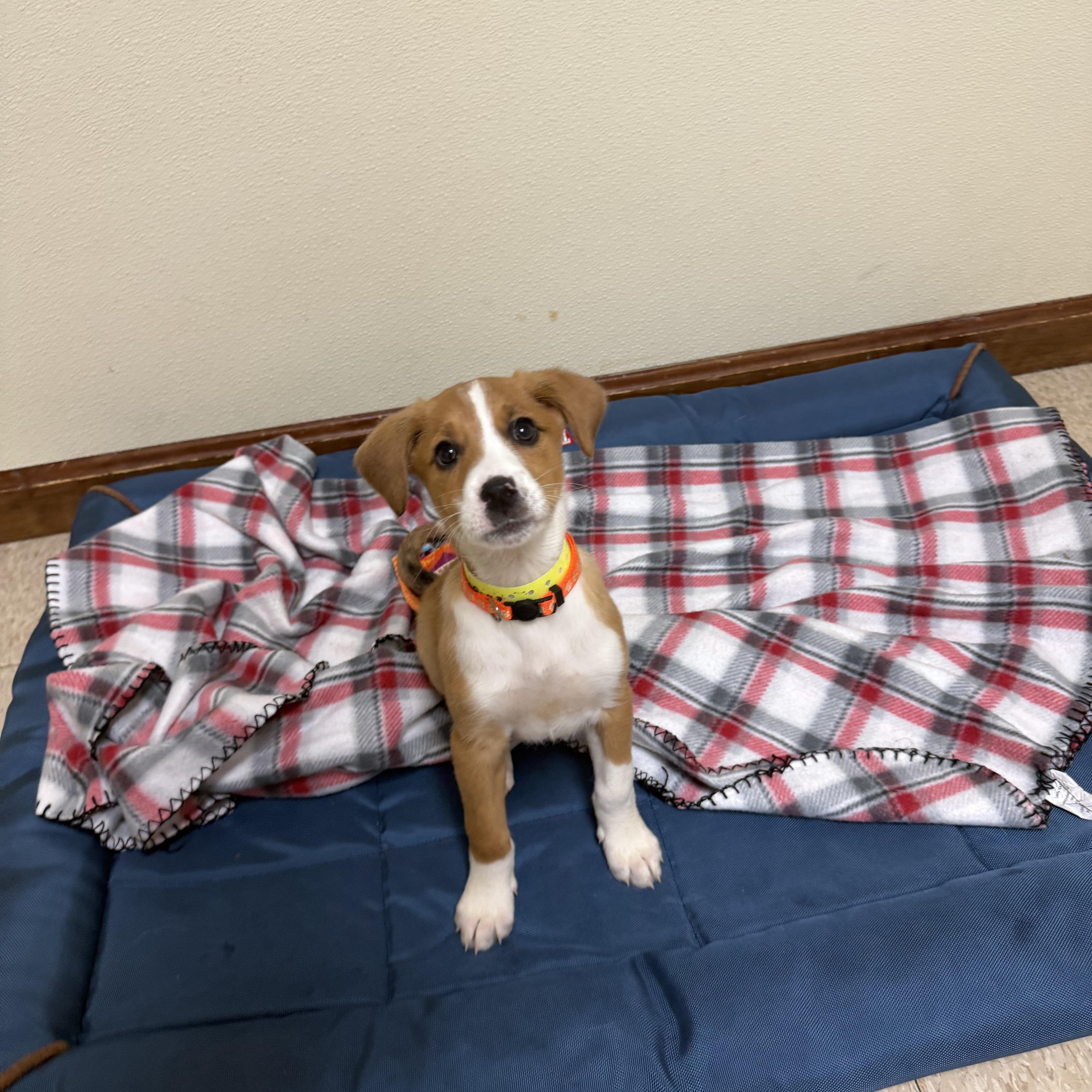 Enlarge BJ, an adopted mixed breed in Douglas, MA image 2/3