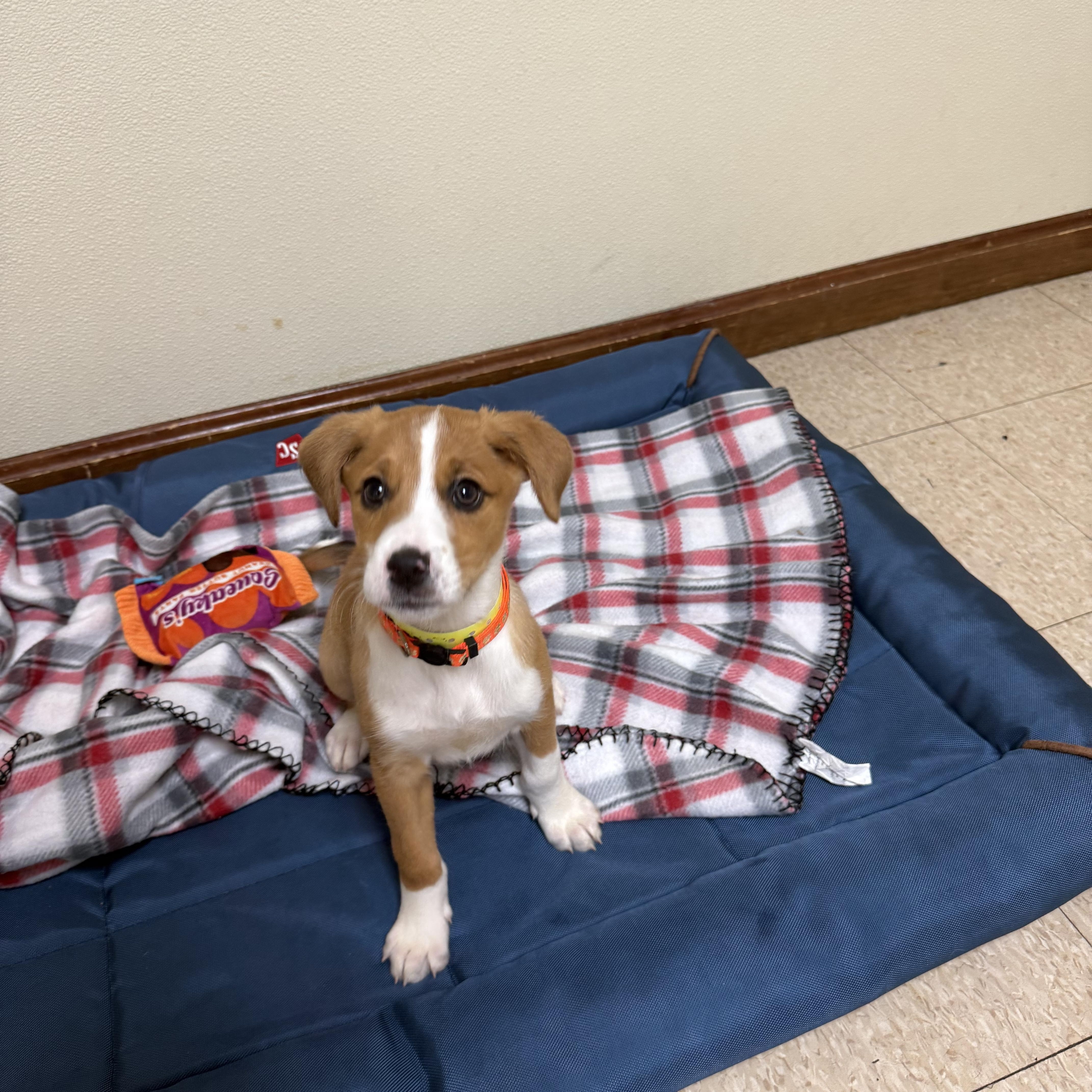 Enlarge BJ, an adopted mixed breed in Douglas, MA image 3/3