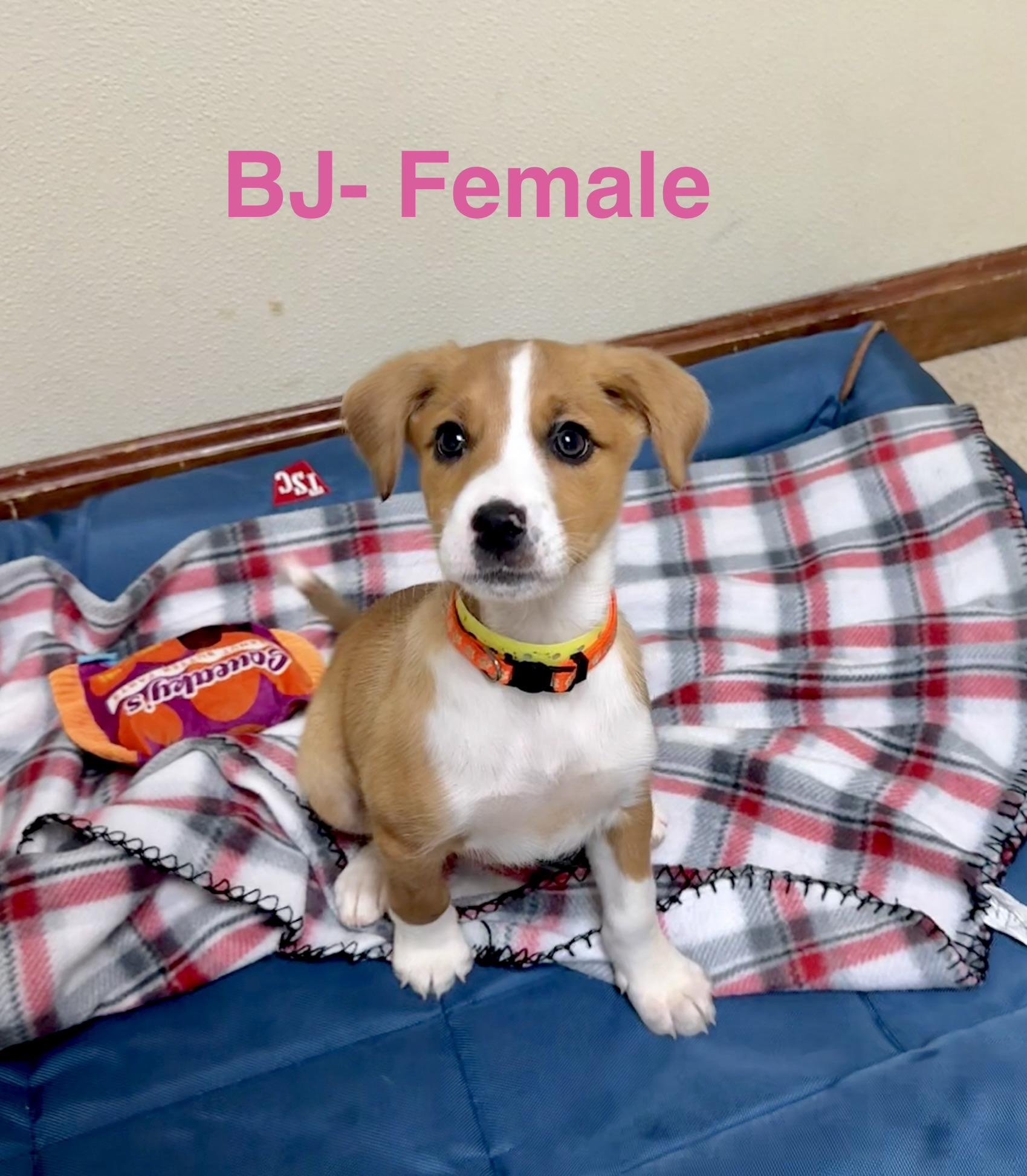 BJ, adopted, Puppy Female Australian Shepherd.