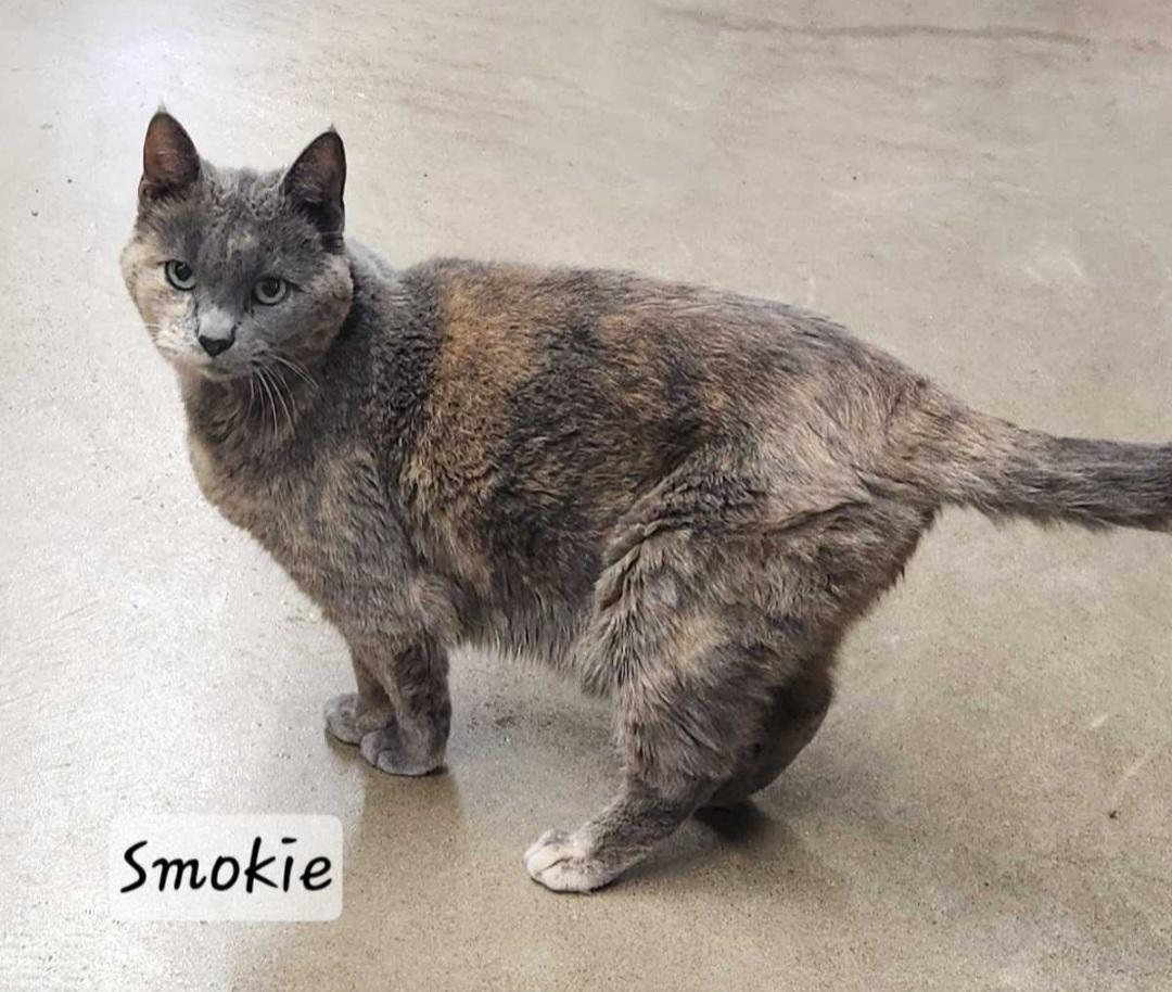 Smokie, an adopted Domestic Short Hair in Durand, WI image 2/2