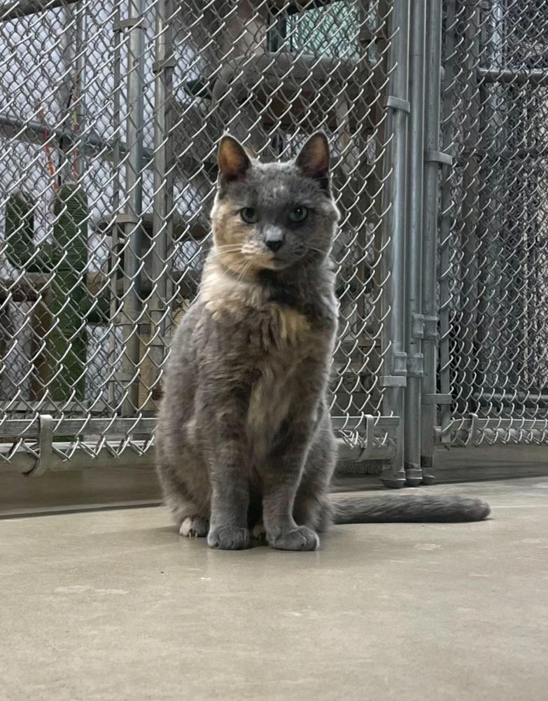 Smokie, adopted, Senior Female Domestic Short Hair.