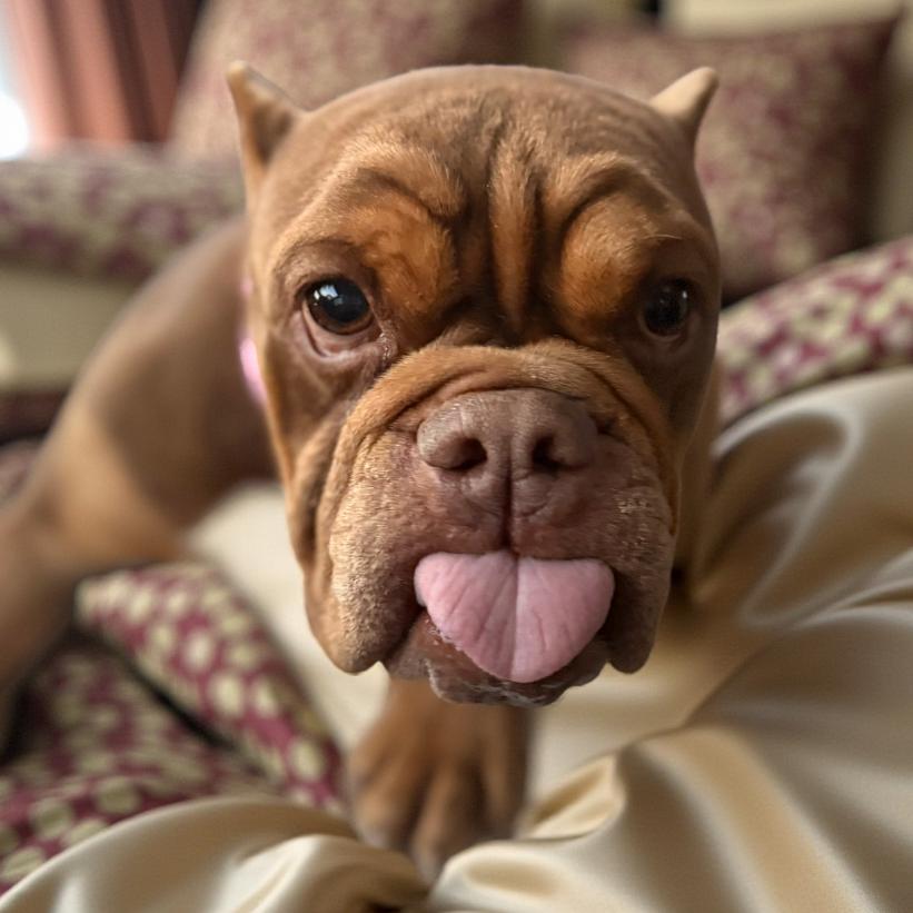 Otter, Adoptable, Adult Female English Bulldog & English Bulldog.