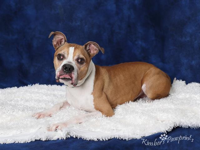 Enlarge ARVEN, a Adoptable mixed breed in Omaha, NE image 1/1