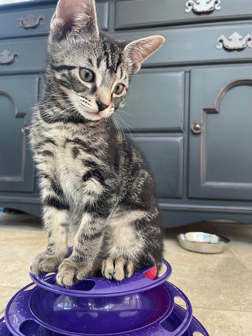 Calla, Adopted, Kitten Female Domestic Short Hair.