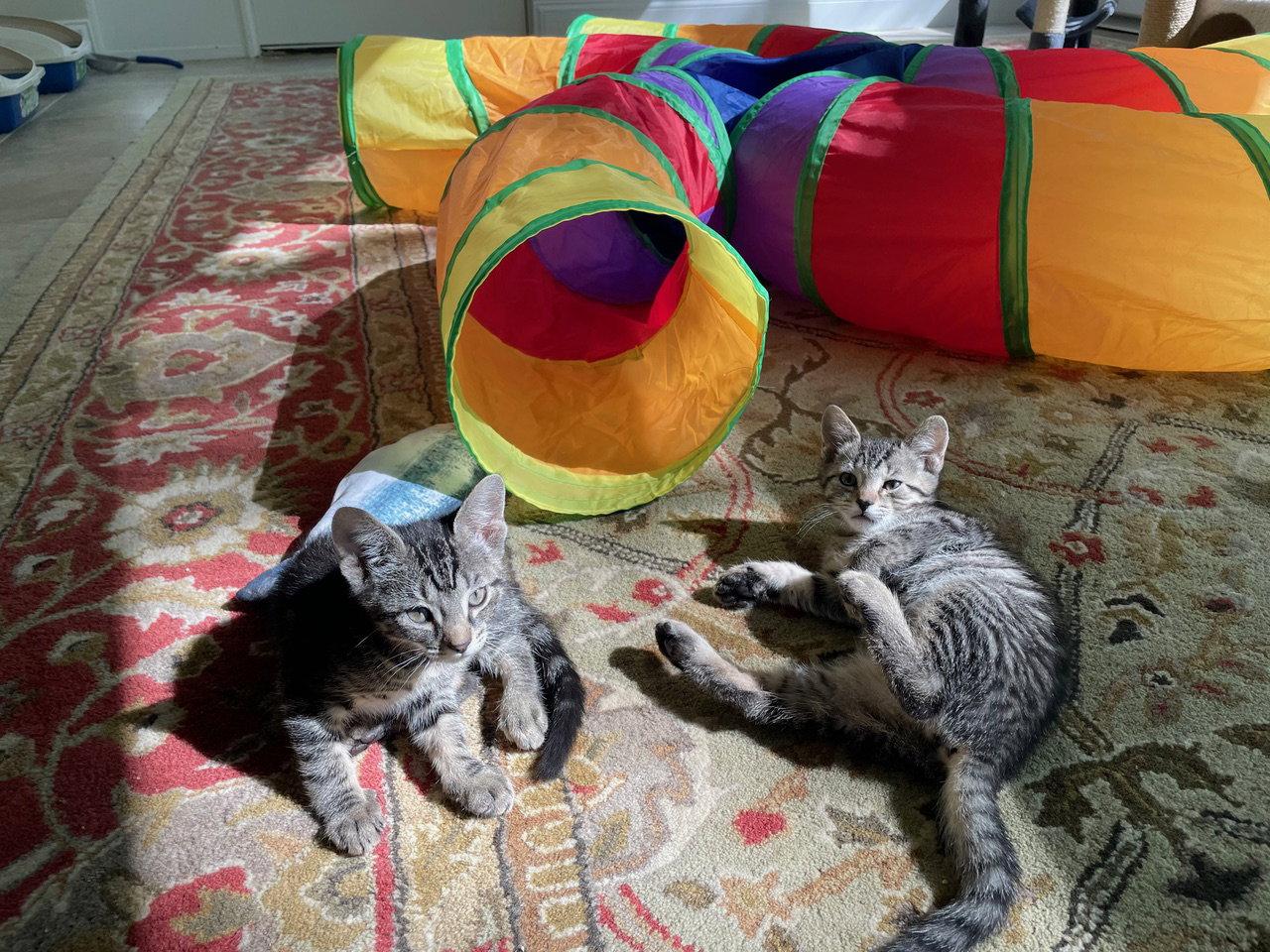 Calla, a Adopted Domestic Short Hair in Broomall, PA image 2/3