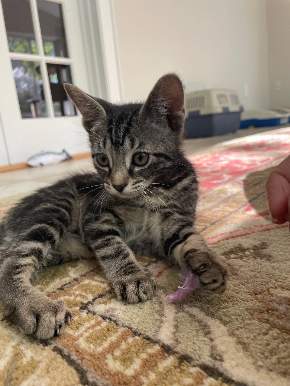 Calla, a Adopted Domestic Short Hair in Broomall, PA image 3/3