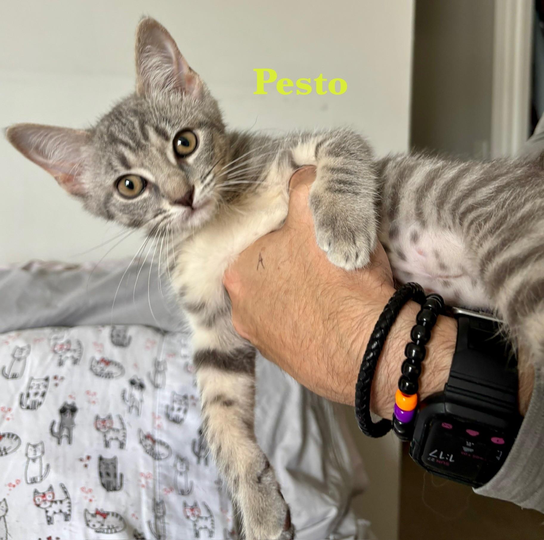 Pesto, Baby Female unknown