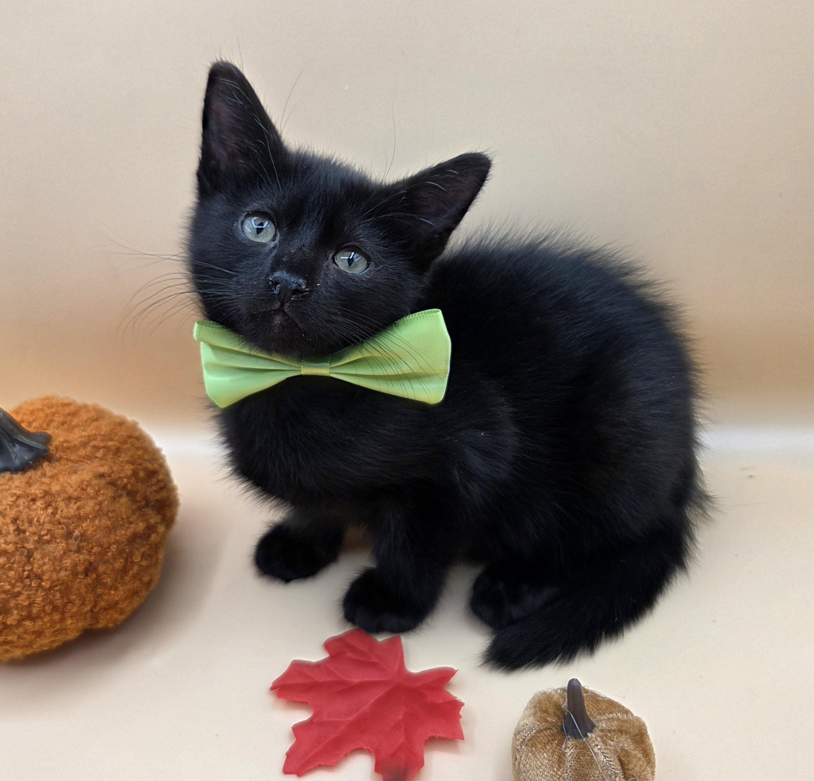 Enlarge Pepper, a Adoptable mixed breed in Farmington, CT image 4/6