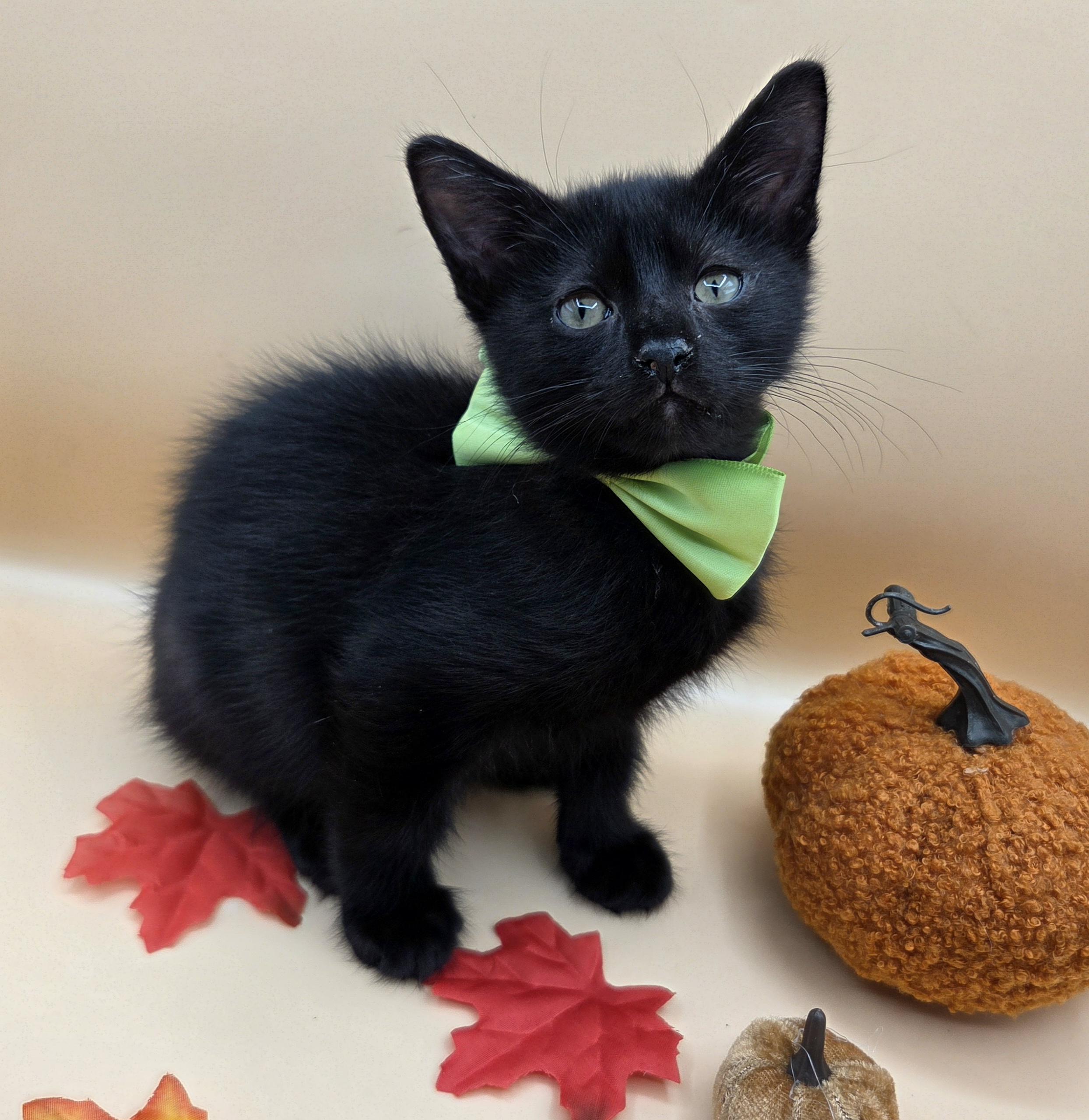 Enlarge Pepper, a Adoptable mixed breed in Farmington, CT image 6/6