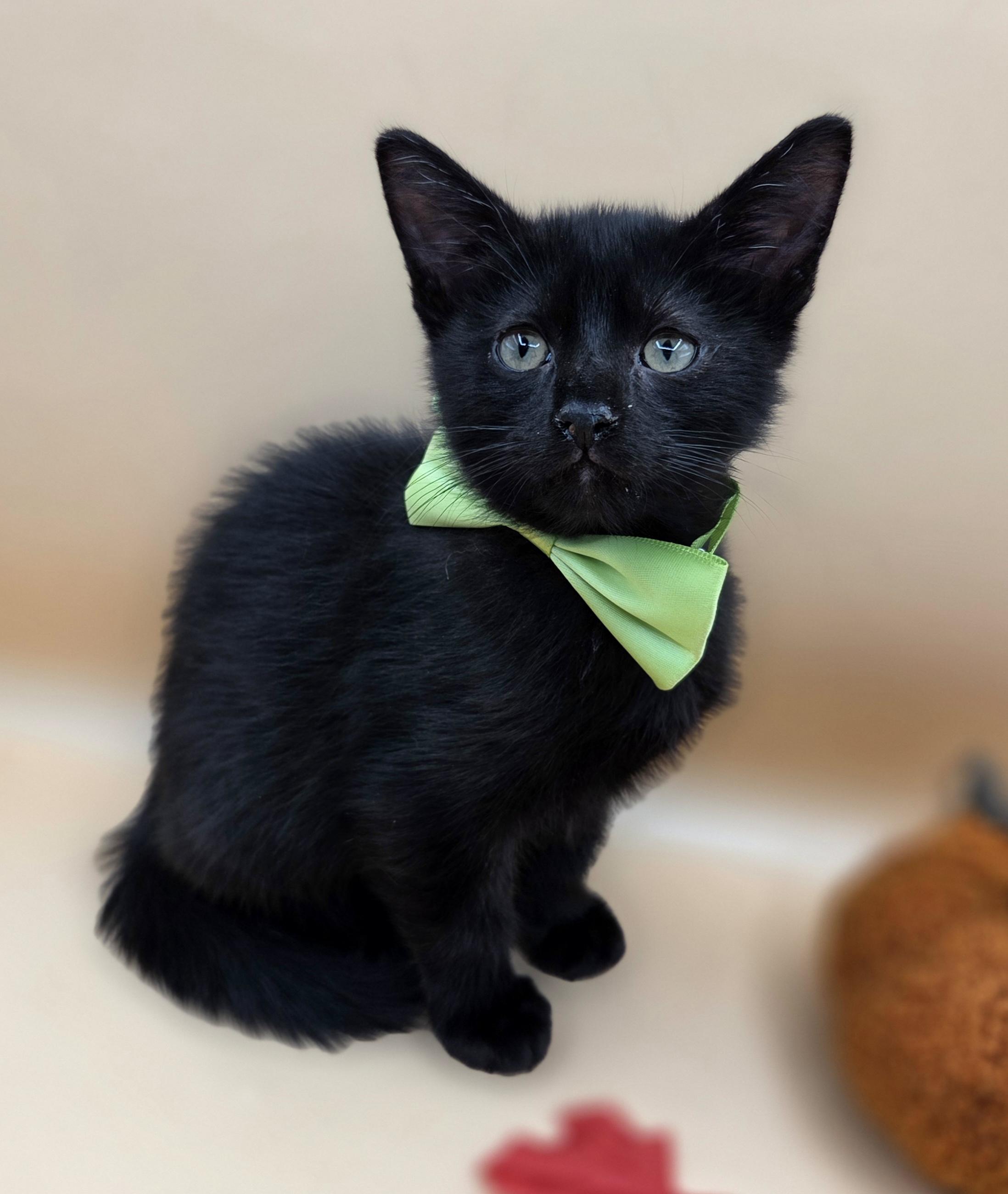 Enlarge Pepper, a Adoptable mixed breed in Farmington, CT image 1/6