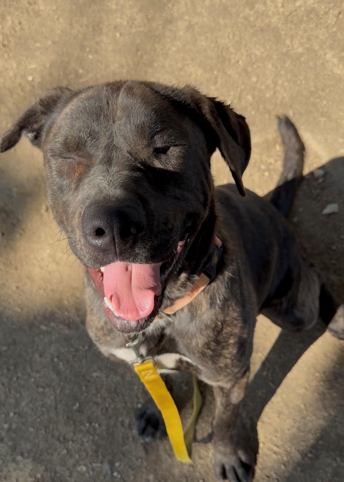 Winky, a ADOPTABLE Pit Bull Terrier in Phoenix, OR image 4/6