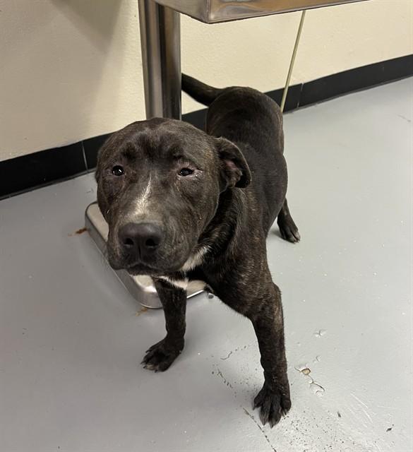 Winky, ADOPTABLE, Young Male Pit Bull Terrier.