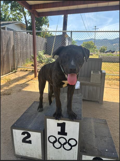 Winky, ADOPTABLE, Young Male Pit Bull Terrier.