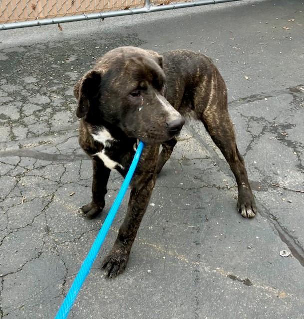 Enlarge Winky, a ADOPTABLE Pit Bull Terrier in Phoenix, OR image 2/3