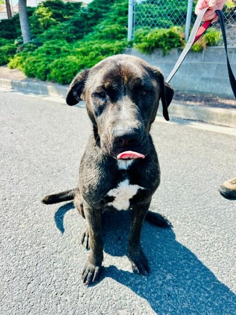 Winky, a ADOPTABLE Pit Bull Terrier in Phoenix, OR image 2/6