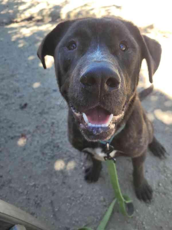 Winky, a ADOPTABLE Pit Bull Terrier in Phoenix, OR image 3/6
