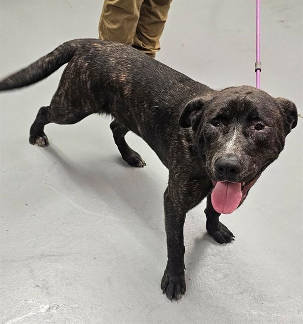 Enlarge Winky, a ADOPTABLE Pit Bull Terrier in Phoenix, OR image 3/3