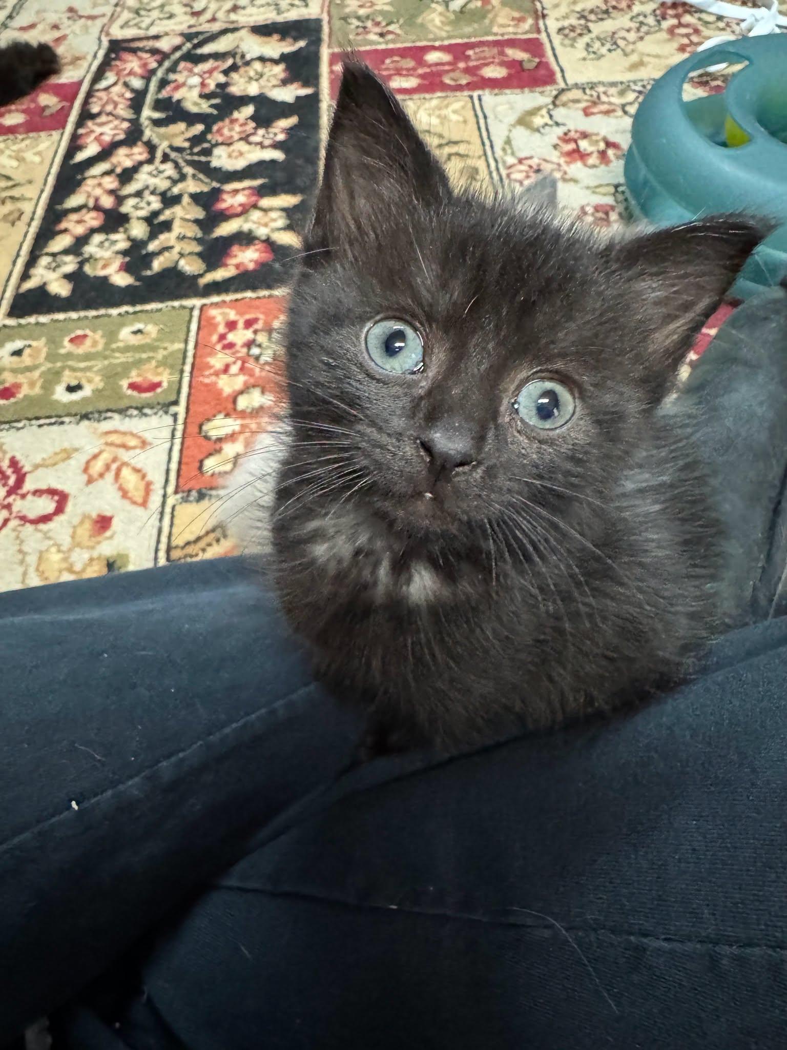 Enlarge RAVEN, a Adoptable Domestic Short Hair in Powder Springs, GA image 1/3