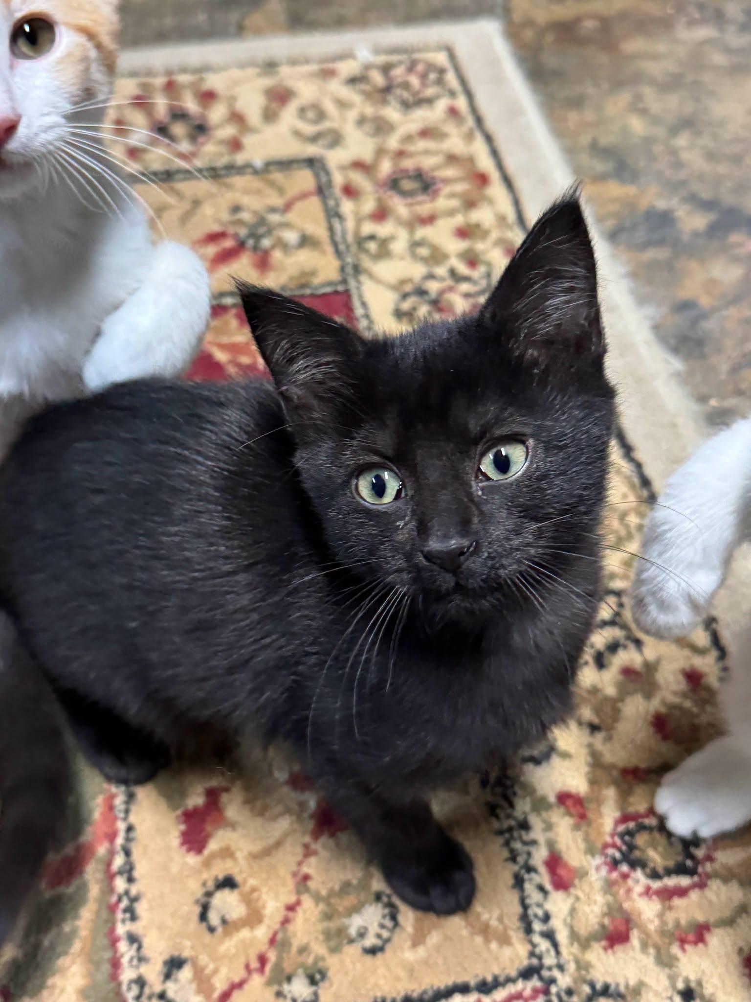 Enlarge RAVEN, a Adoptable Domestic Short Hair in Powder Springs, GA image 2/3