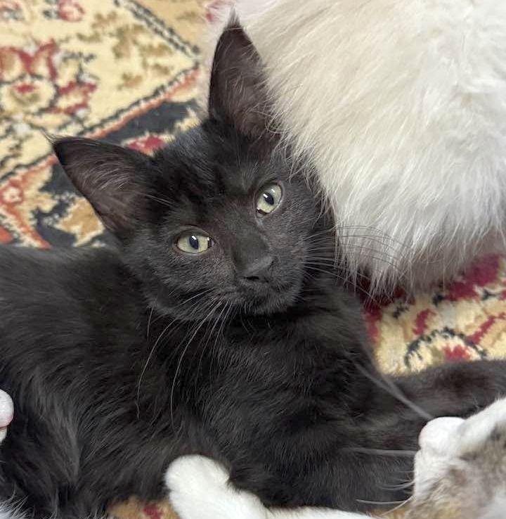 Enlarge RAVEN, a Adoptable Domestic Short Hair in Powder Springs, GA image 3/3