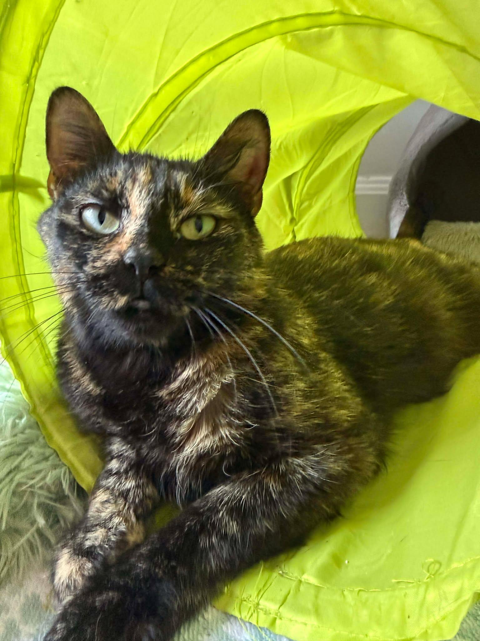 Enlarge Babybel, an adopted Domestic Short Hair in Roslindale, MA image 1/4