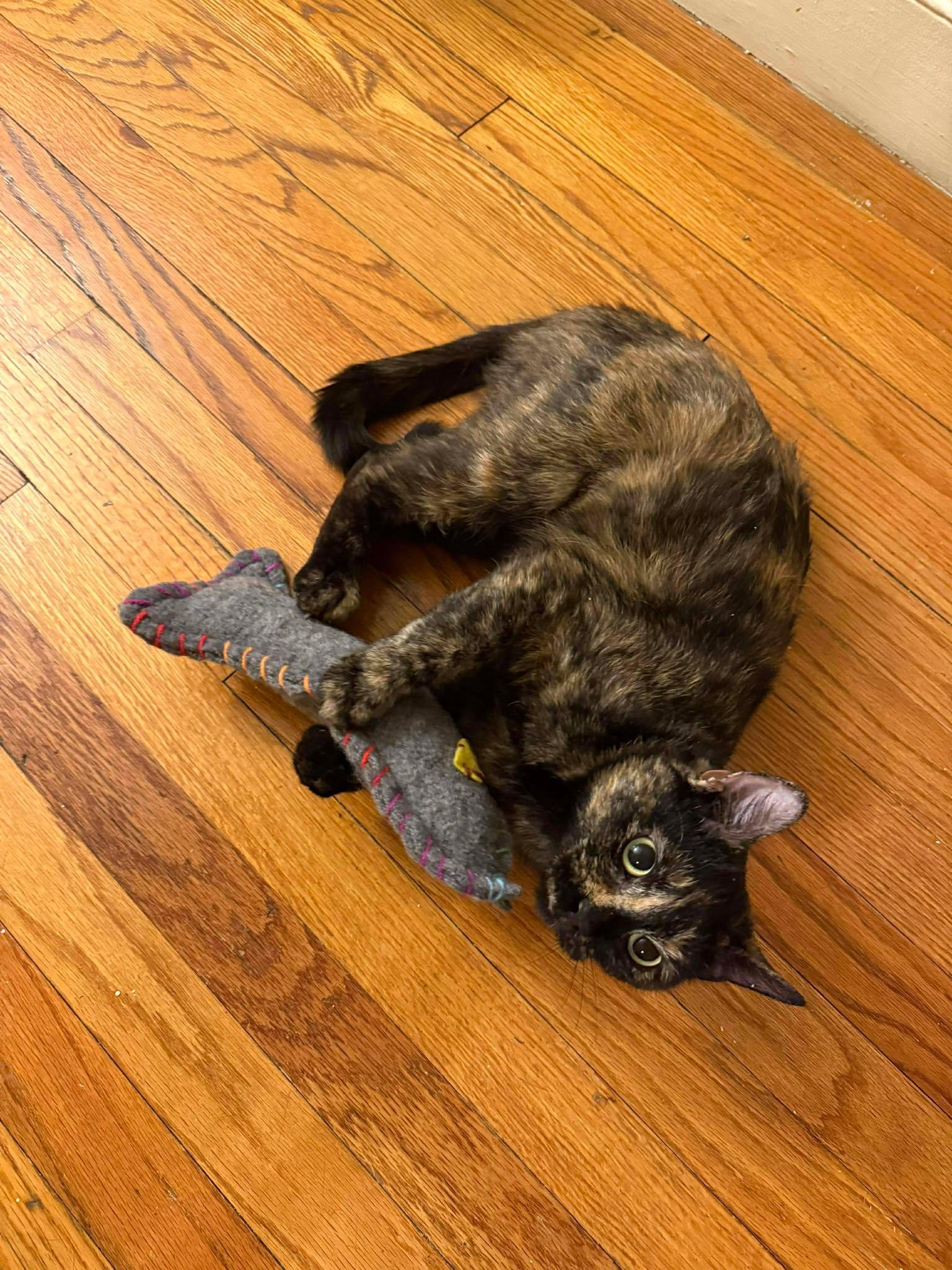 Enlarge Babybel, an adopted Domestic Short Hair in Roslindale, MA image 4/4