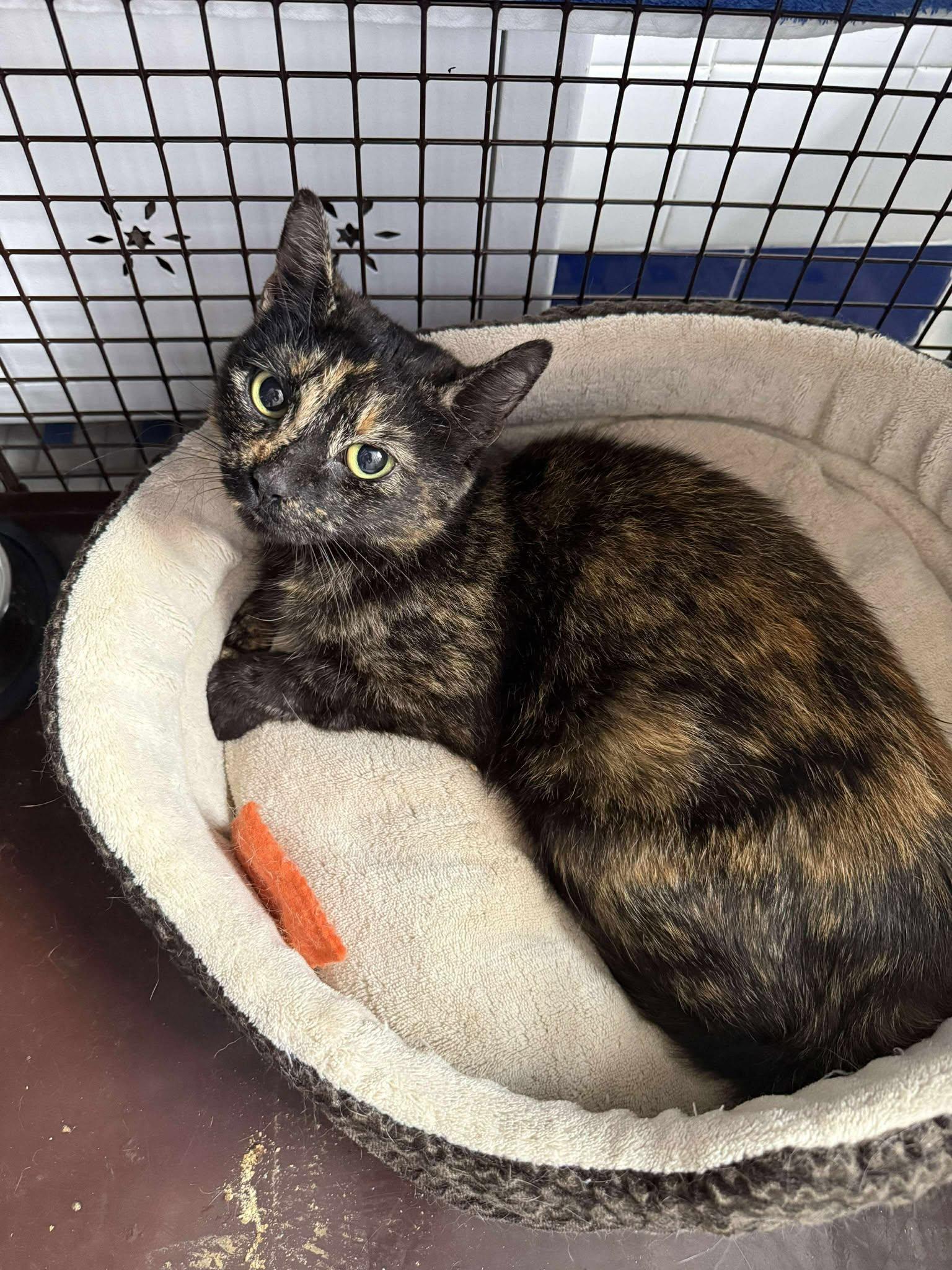 Enlarge Babybel, an adopted Domestic Short Hair in Roslindale, MA image 3/4