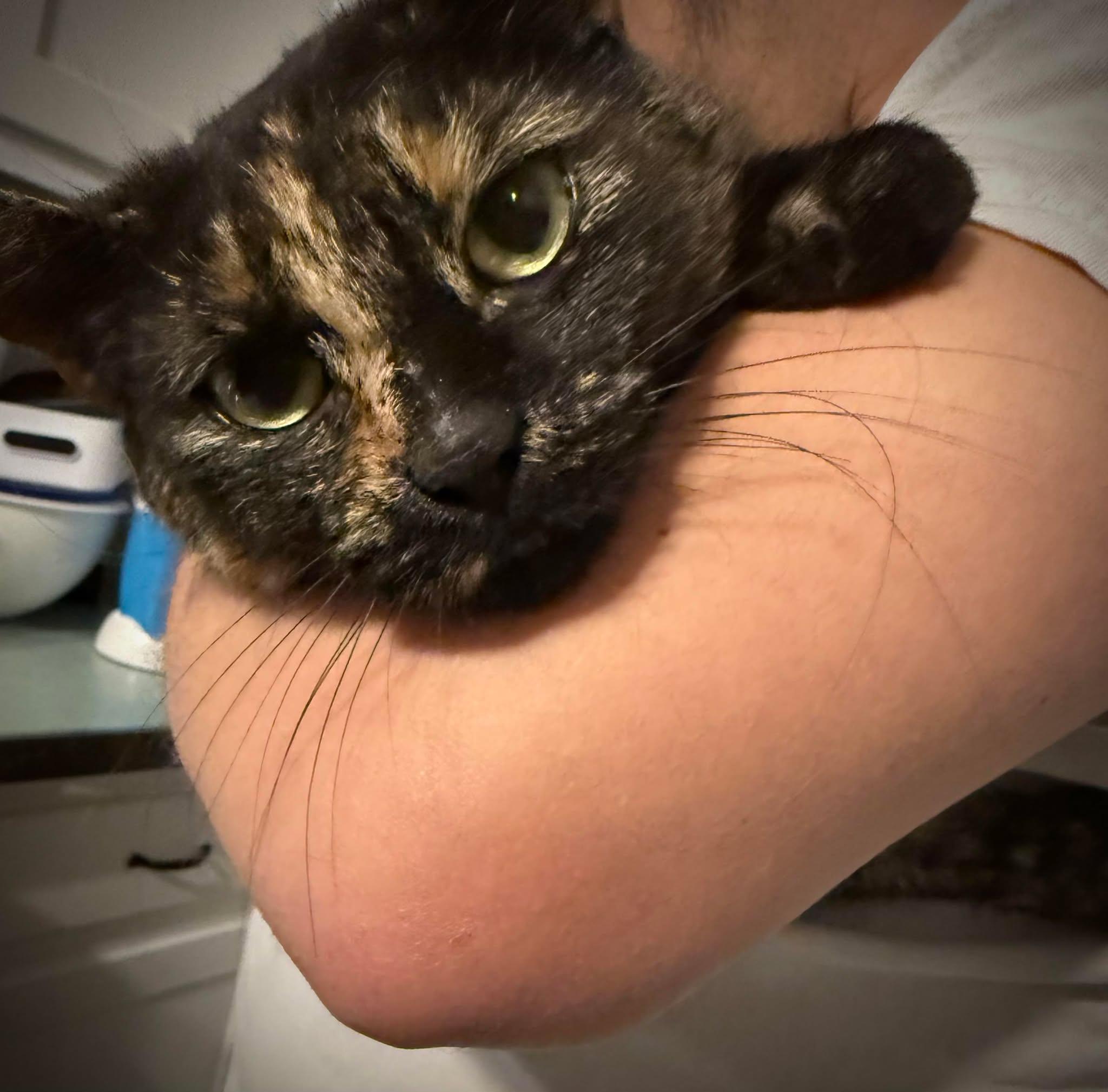 Enlarge Babybel, an adopted Domestic Short Hair in Roslindale, MA image 2/4