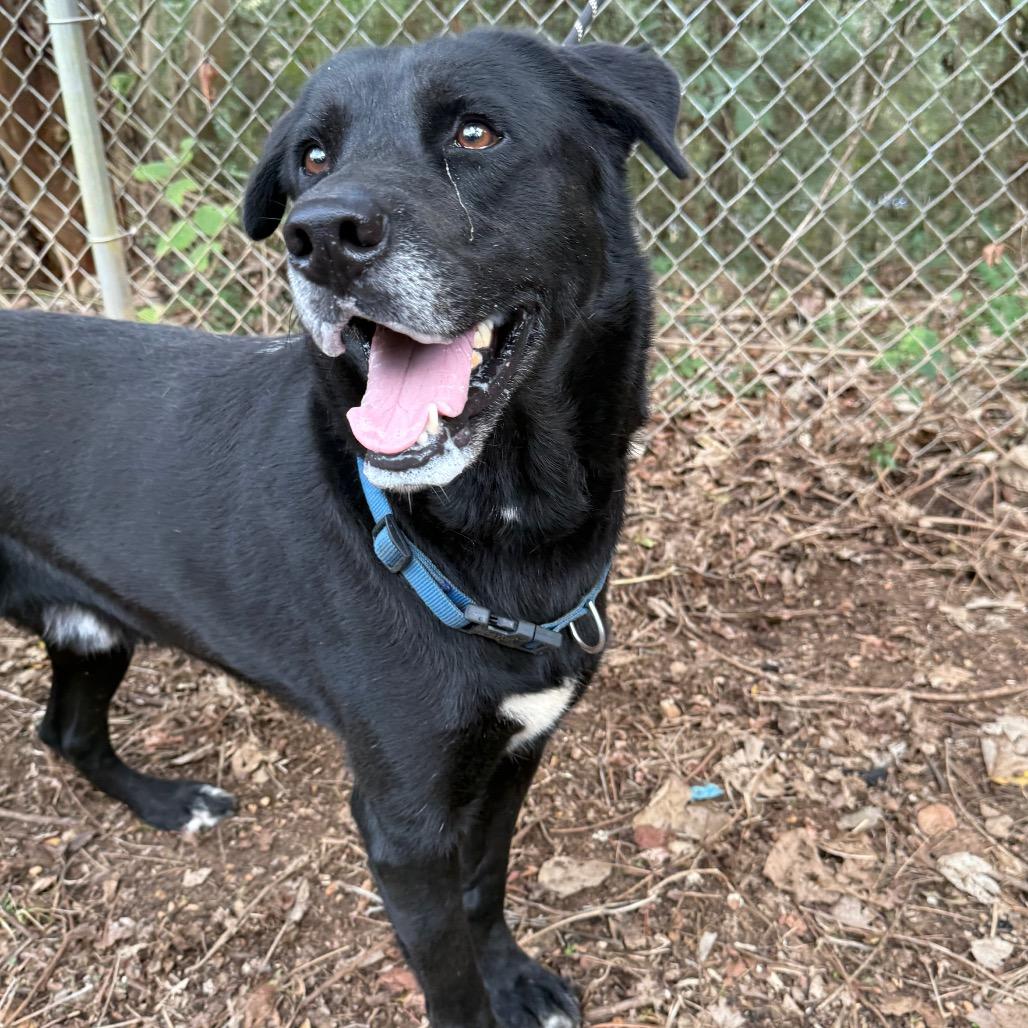 Achilles, a Adoptable Black Labrador Retriever in Monroeville, AL image 1/6