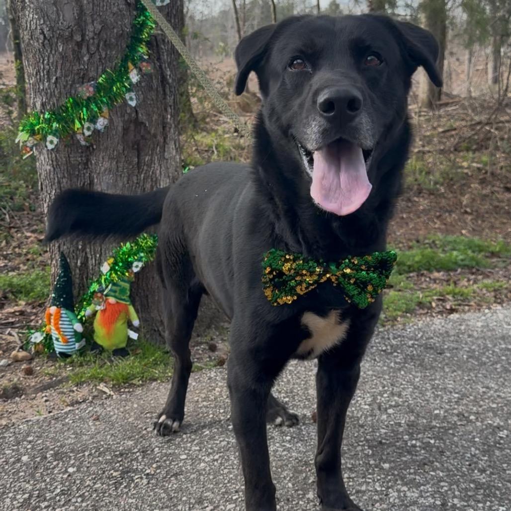 Achilles, a Adoptable Black Labrador Retriever in Monroeville, AL image 4/6