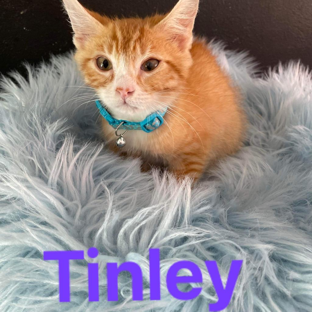 Tinley, a Adoptable Domestic Short Hair in Dallas, TX image 1/3