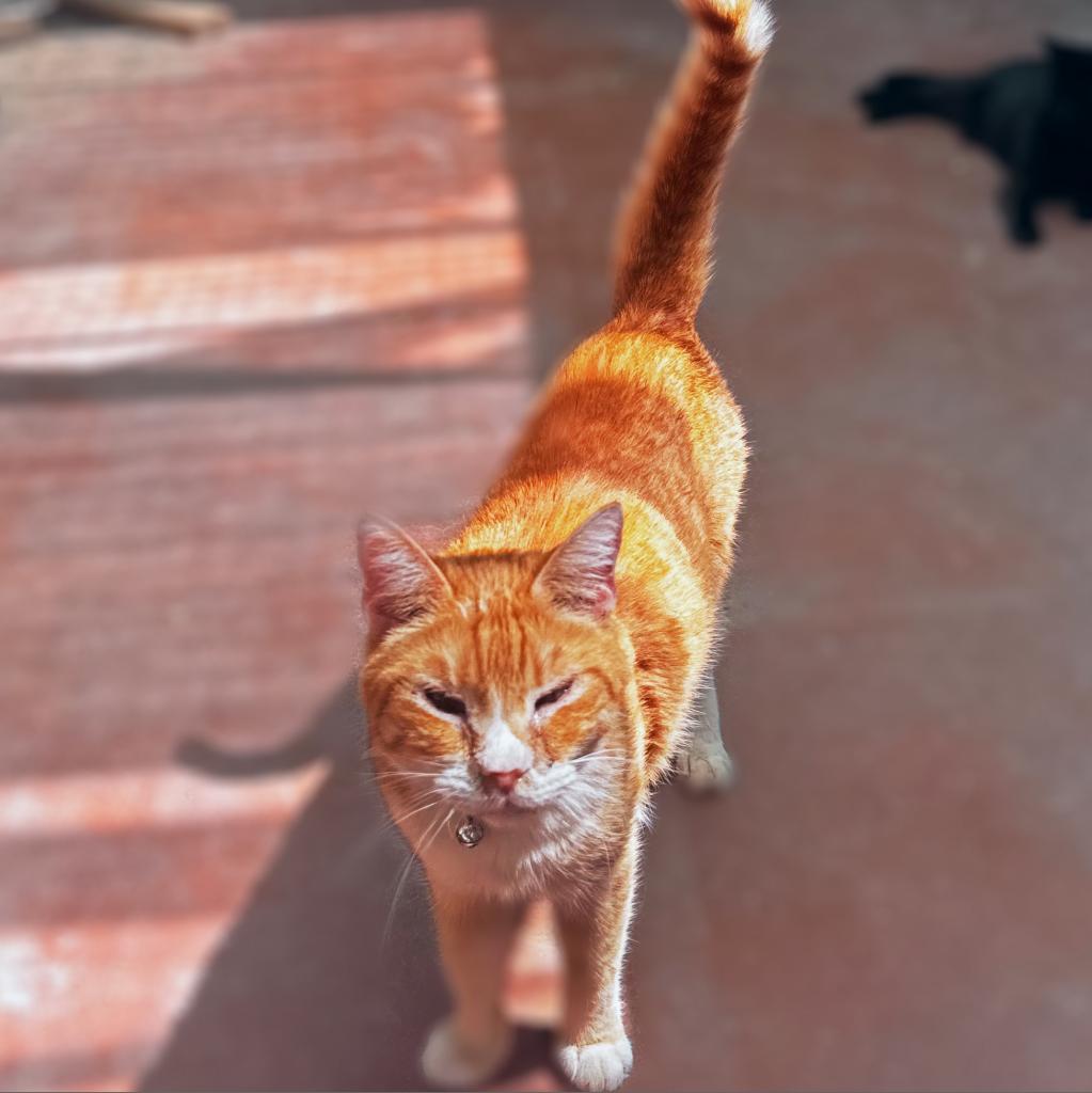 Tinley, a Adoptable Domestic Short Hair in Dallas, TX image 2/3