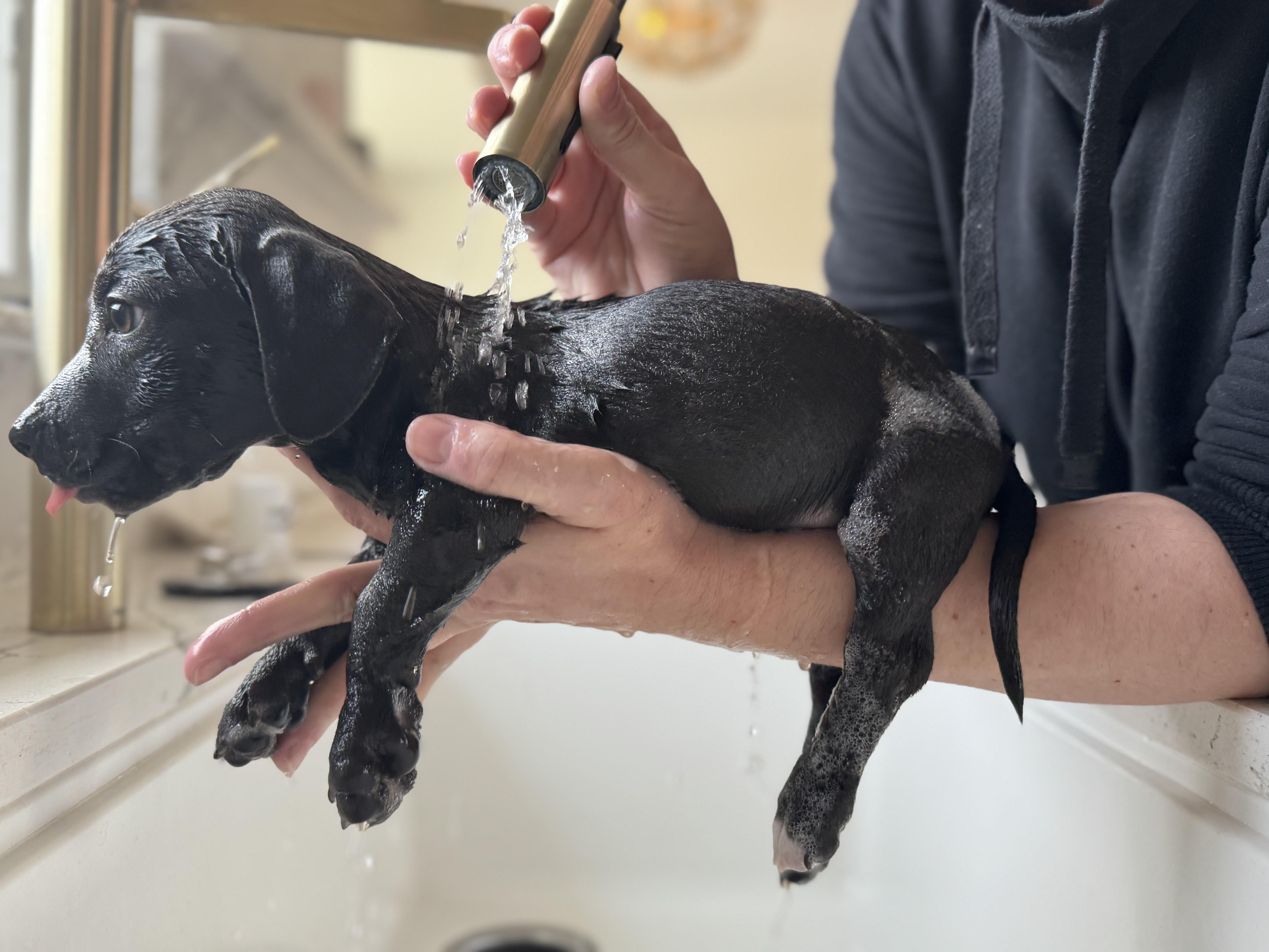 Enlarge Chicken Nugget, a ADOPTABLE mixed breed in Cedarburg, WI image 4/6