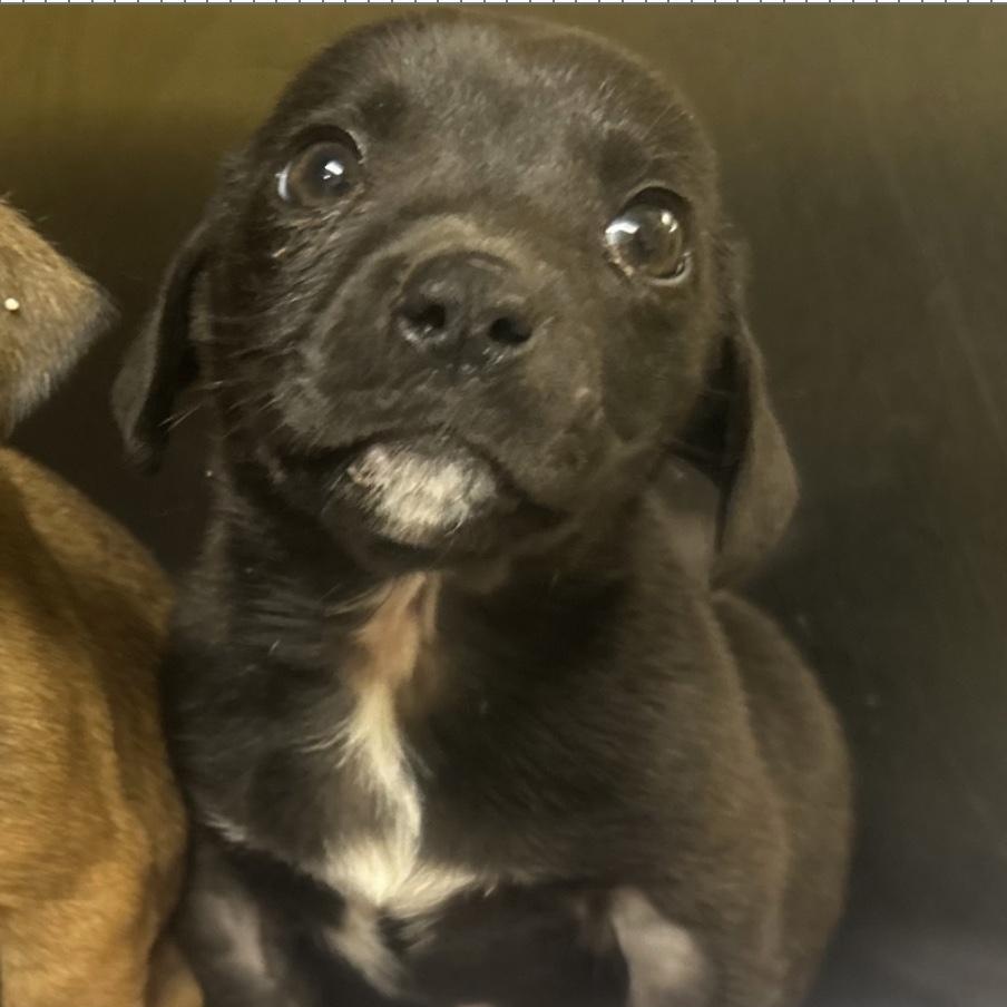 Enlarge Chicken Nugget, a ADOPTABLE mixed breed in Cedarburg, WI image 6/6