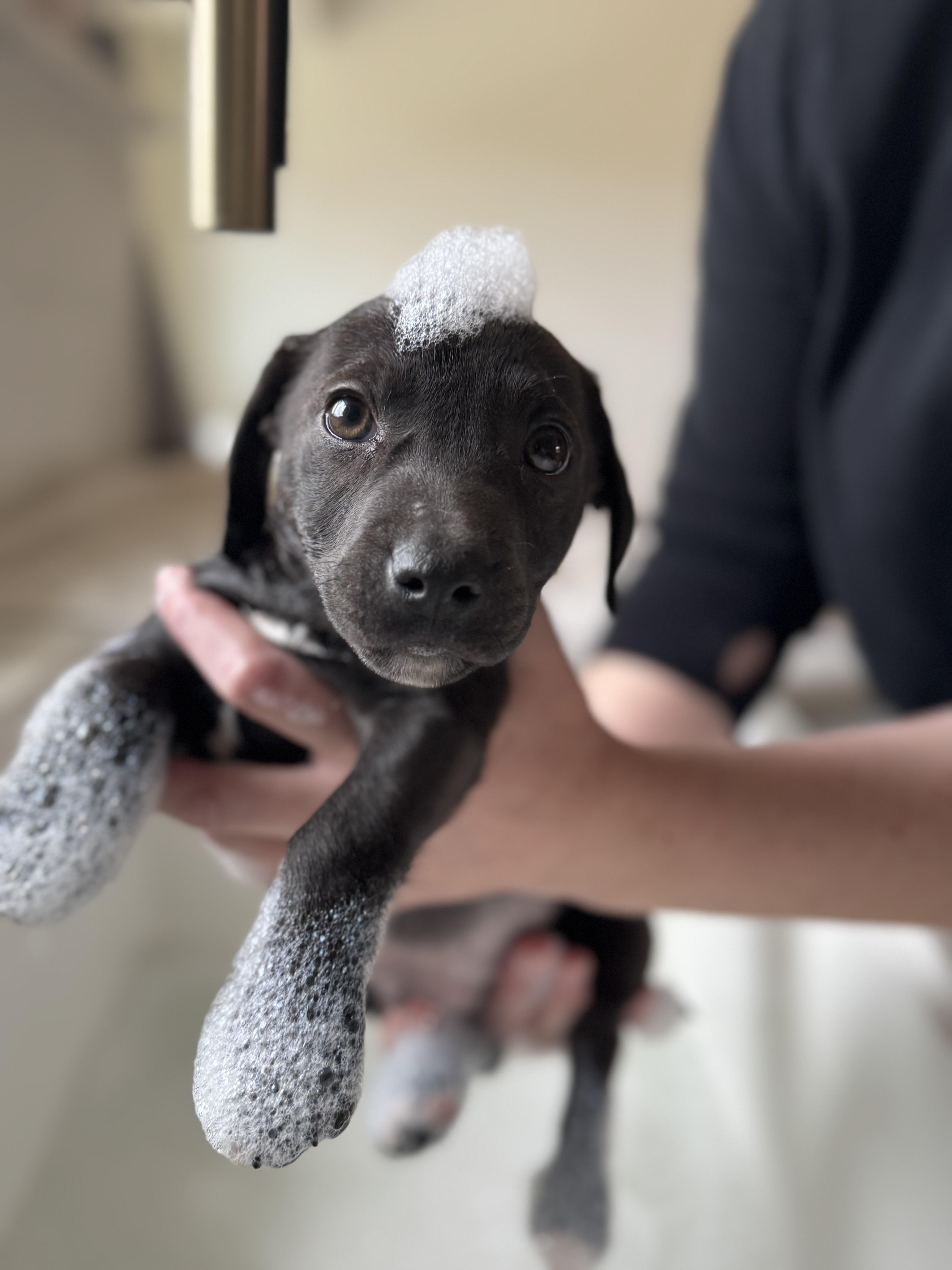 Enlarge Chicken Nugget, a ADOPTABLE mixed breed in Cedarburg, WI image 5/6