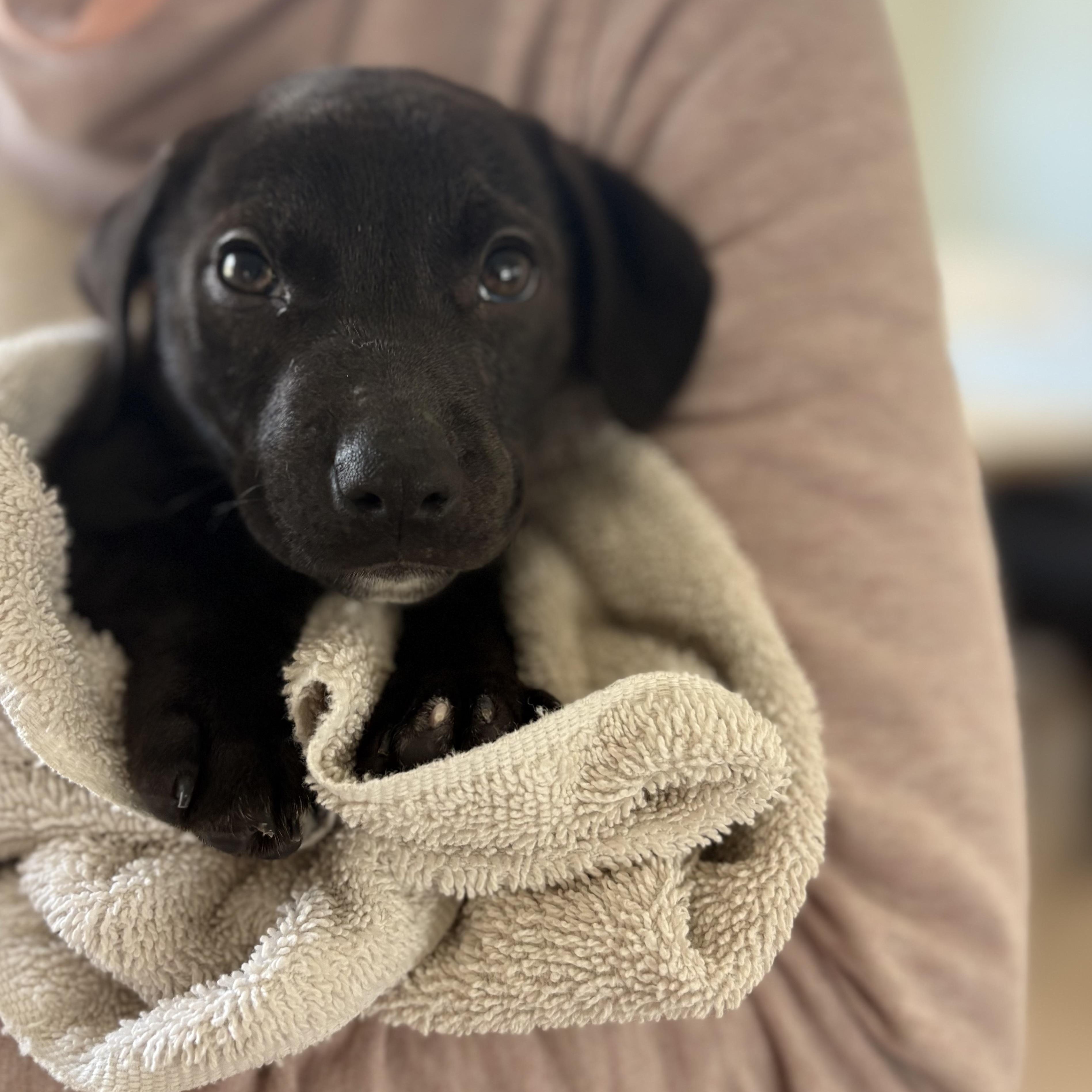 Enlarge Chicken Nugget, a ADOPTABLE mixed breed in Cedarburg, WI image 1/6