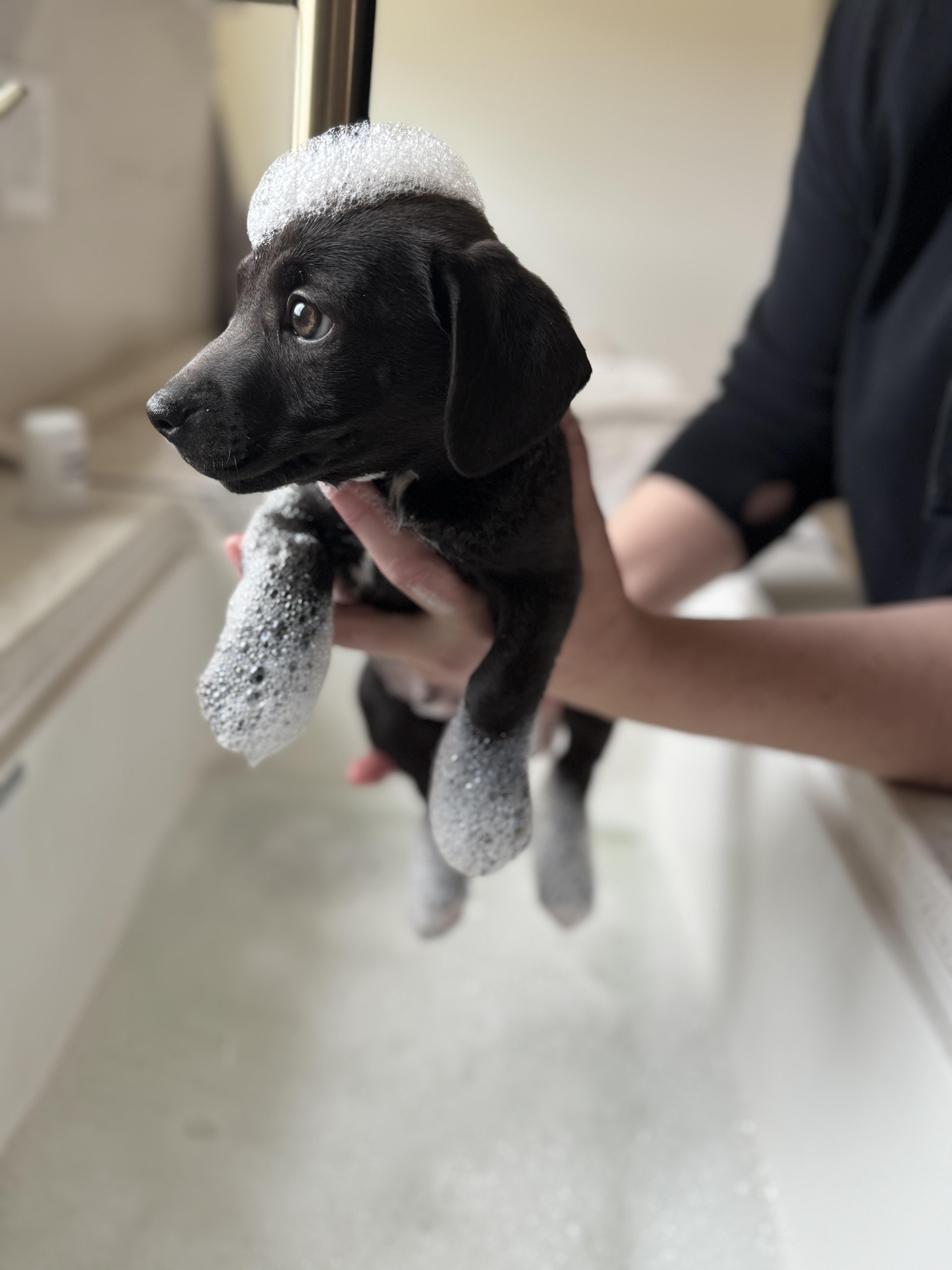 Enlarge Chicken Nugget, a ADOPTABLE mixed breed in Cedarburg, WI image 2/6