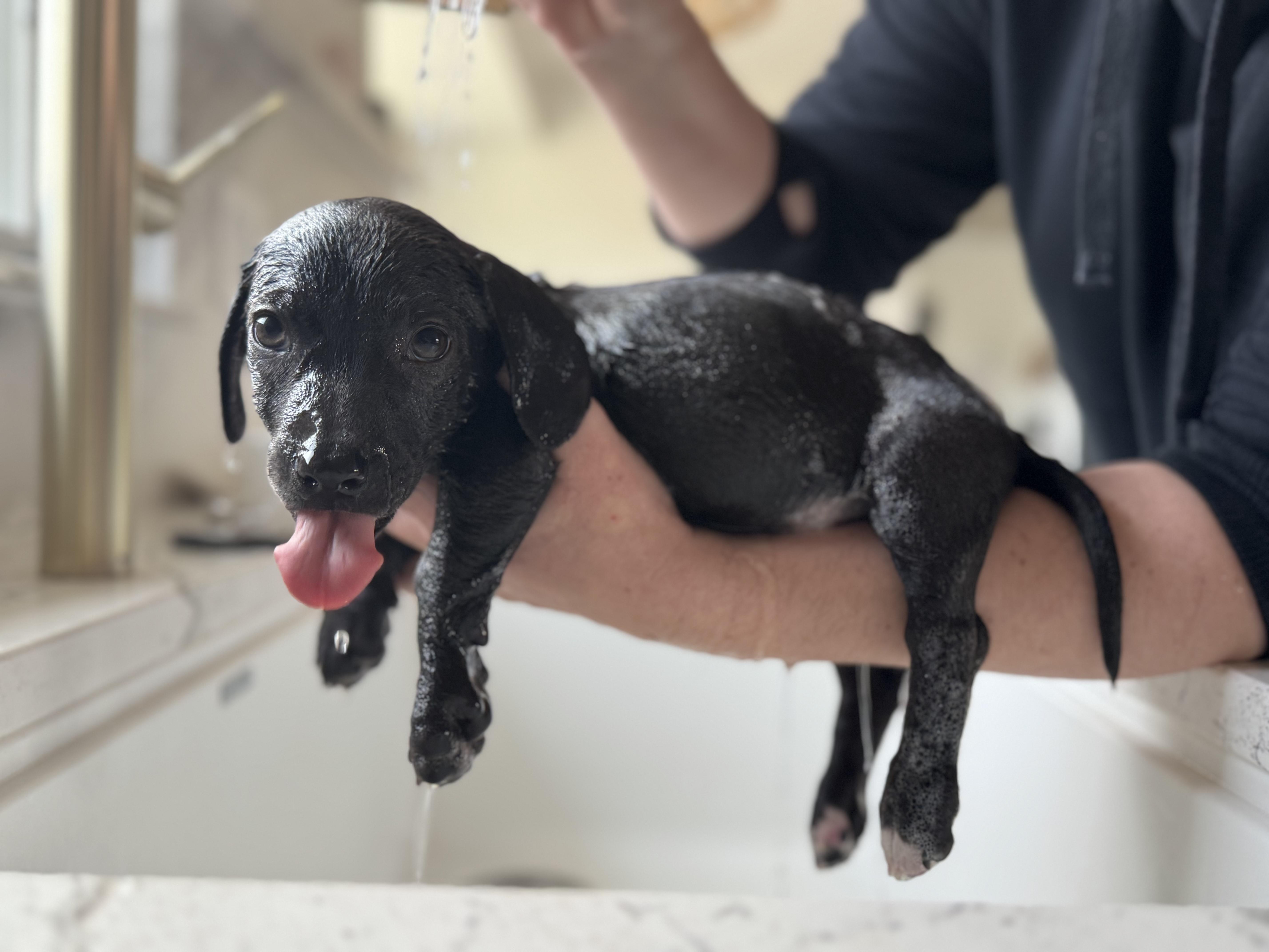 Enlarge Chicken Nugget, a ADOPTABLE mixed breed in Cedarburg, WI image 3/6