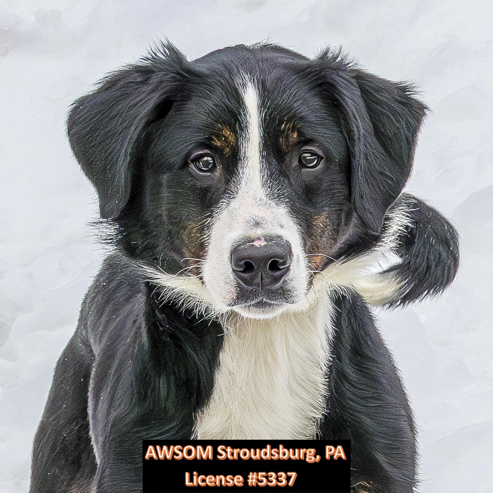 Passion, ADOPTABLE, Adult Female Bernese Mountain Dog.