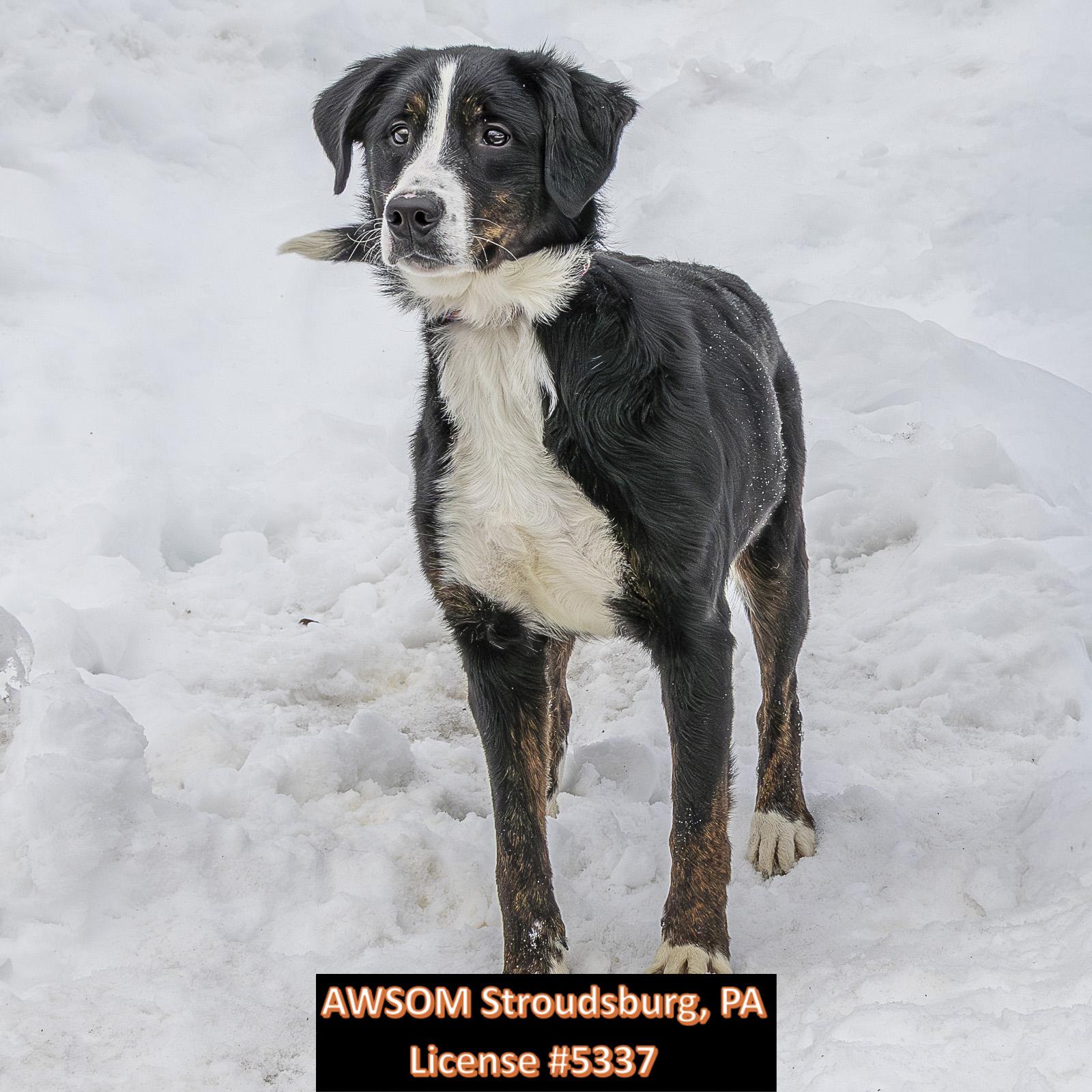 Enlarge Passion, a ADOPTABLE mixed breed in Stroudsburg, PA image 2/2