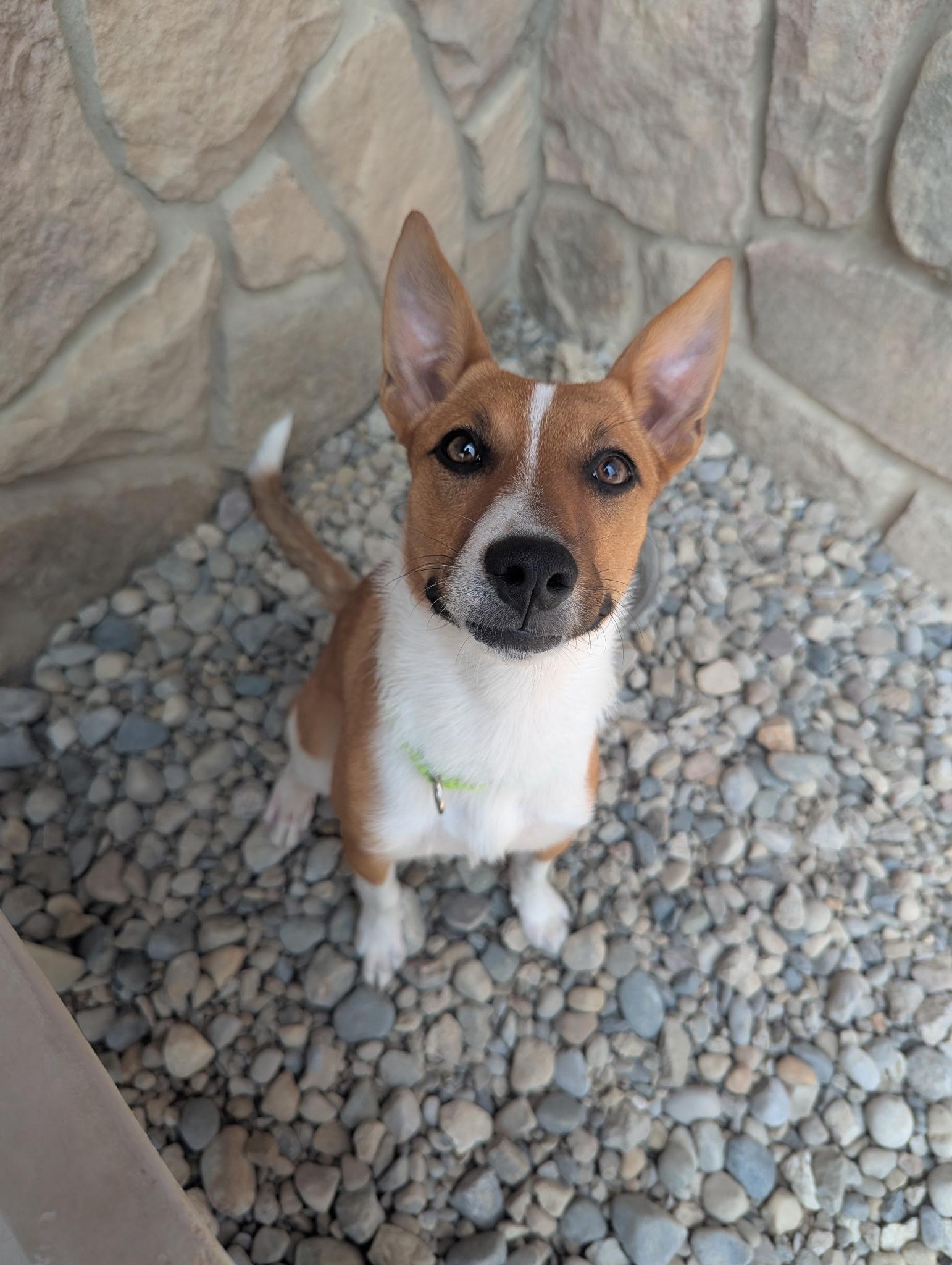 Challa, ADOPTABLE, Young Female Jack Russell Terrier.
