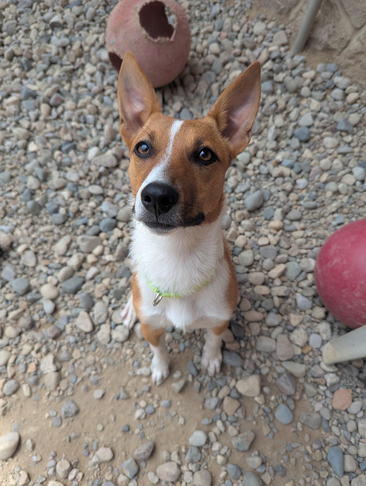 Challa, a ADOPTABLE mixed breed in Sterling Heights, MI image 3/4
