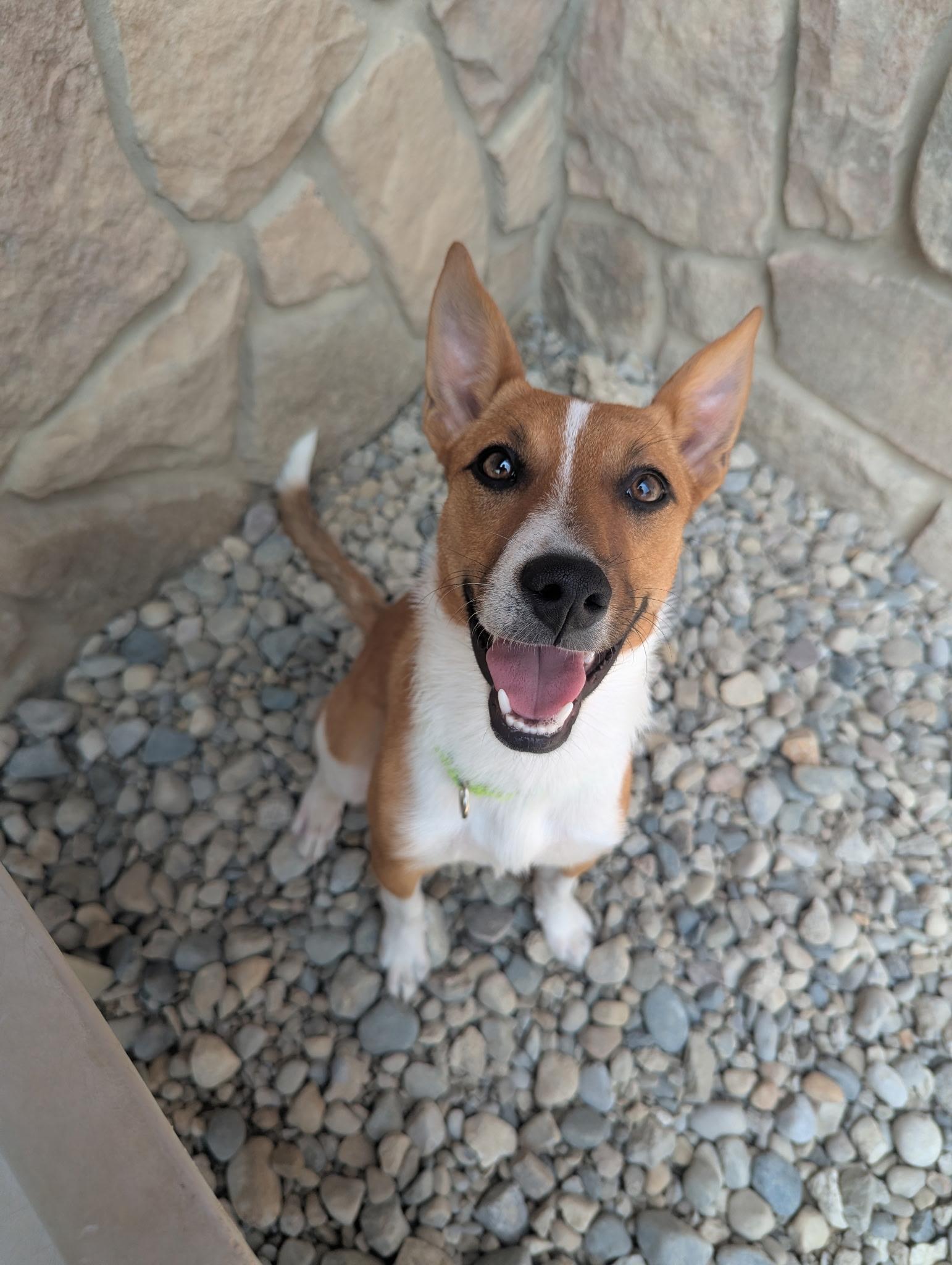 Challa, a ADOPTABLE mixed breed in Sterling Heights, MI image 2/4