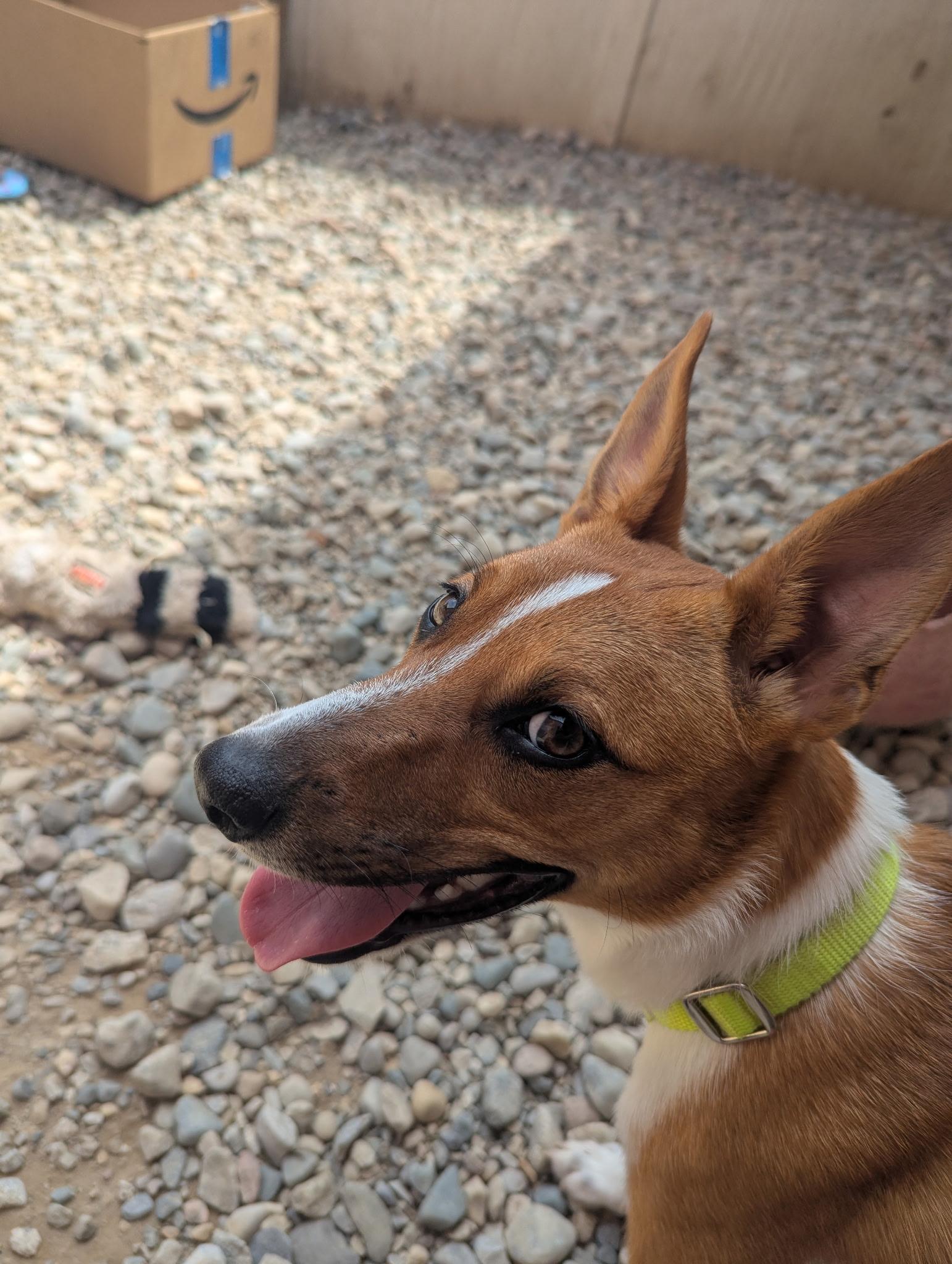 Challa, a ADOPTABLE mixed breed in Sterling Heights, MI image 4/4