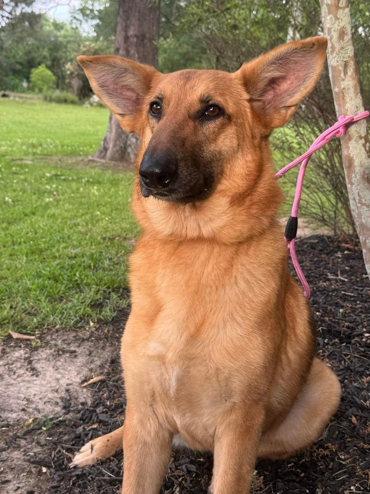 Mercy, Adopted, Adult Female German Shepherd Dog.