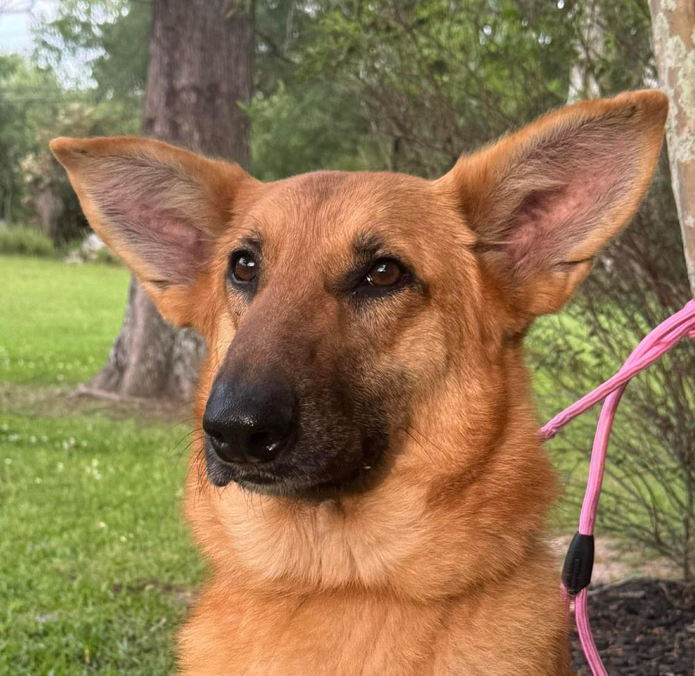 Enlarge Mercy, a Adopted German Shepherd Dog in Syracuse, NY image 2/6