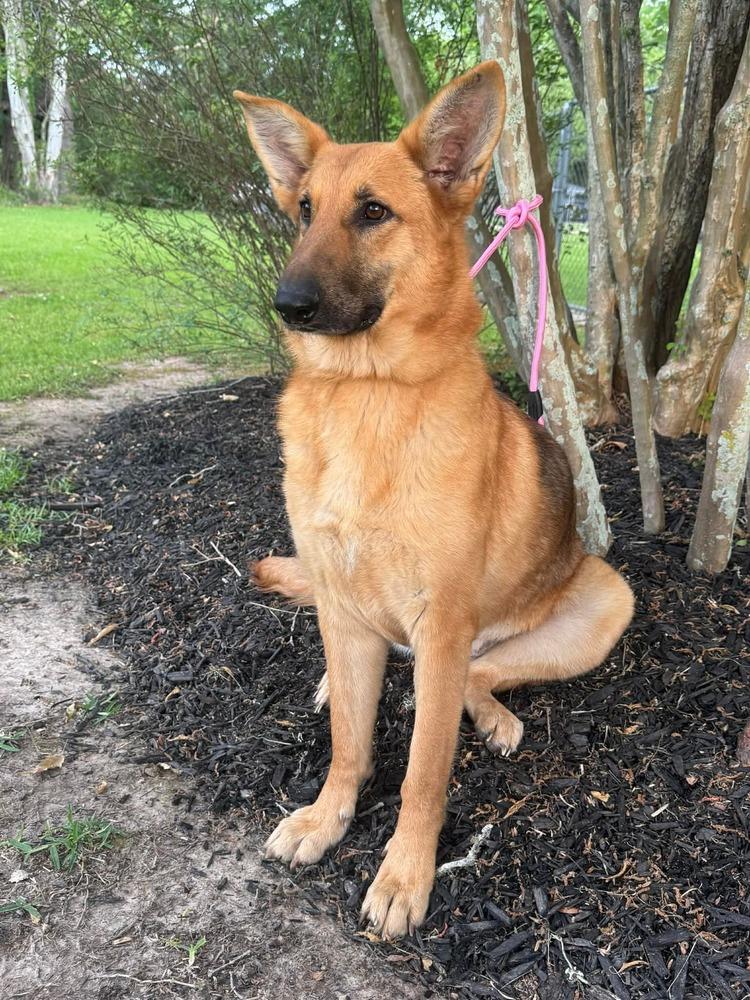 Enlarge Mercy, a Adopted German Shepherd Dog in Syracuse, NY image 3/6
