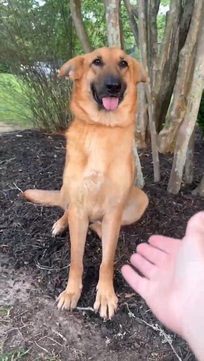 Enlarge Mercy, a Adopted German Shepherd Dog in Syracuse, NY video 4/6